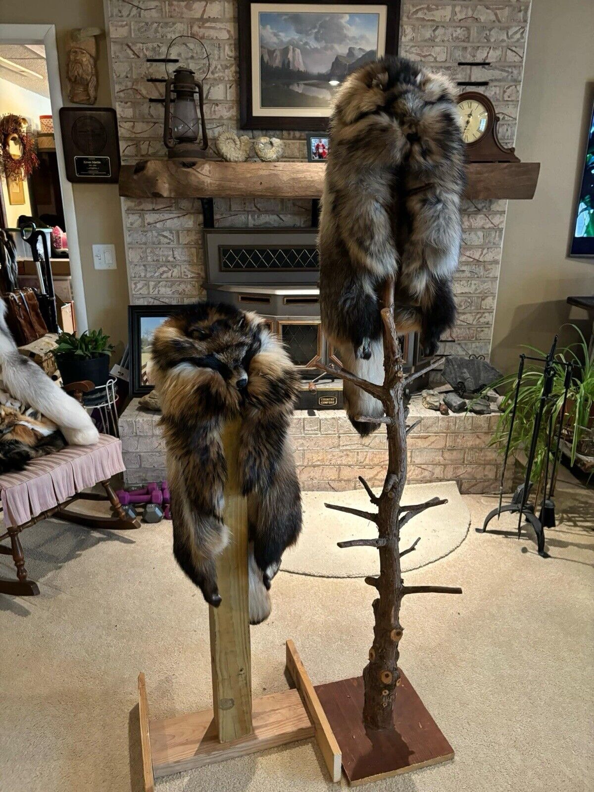 FH164-Prime Finland Raccoon Drape Hat Taxidermy Mount Brand New Sku-Kev2
