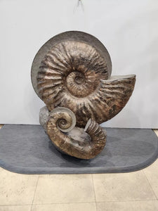 Giant Ammonite Fossils In Matrix