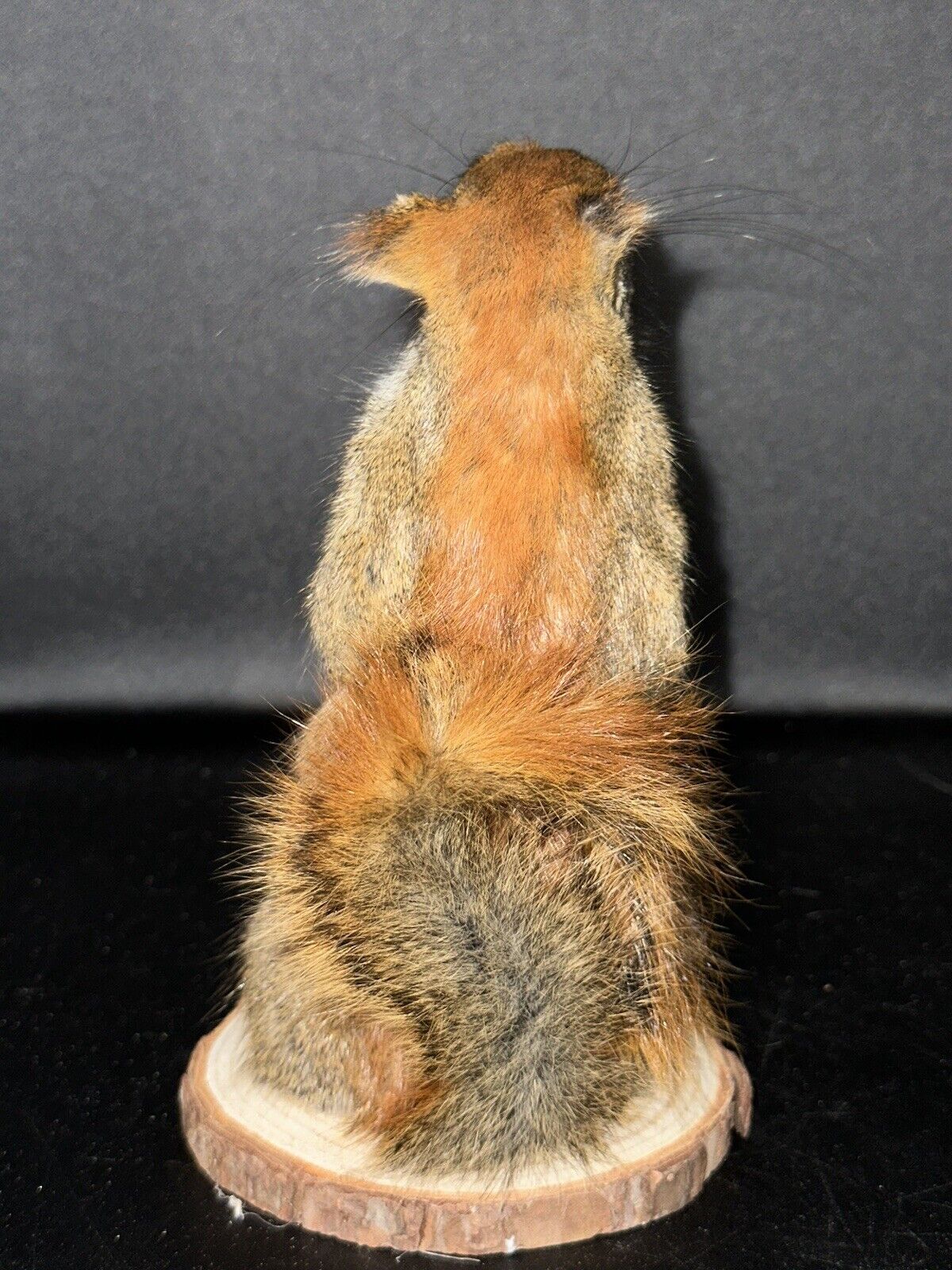 Beautiful Adorable Red Squirrel Small Animal Taxidermy Mount Art Wildlife 23S
