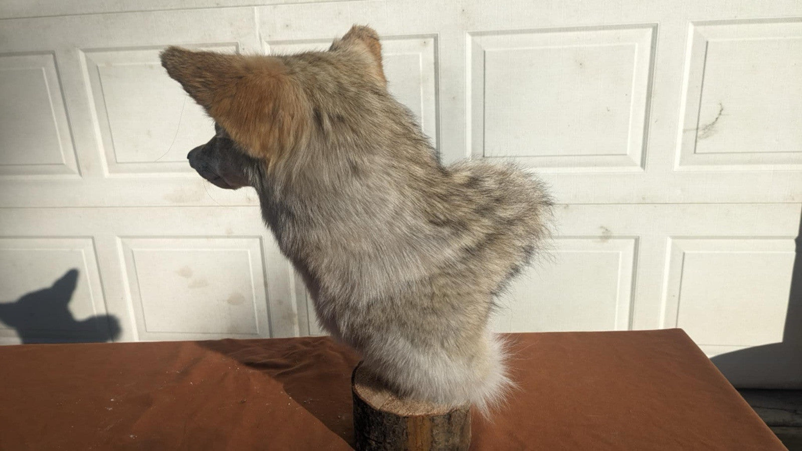 New Coyote Pedestal Taxidermy Mount
