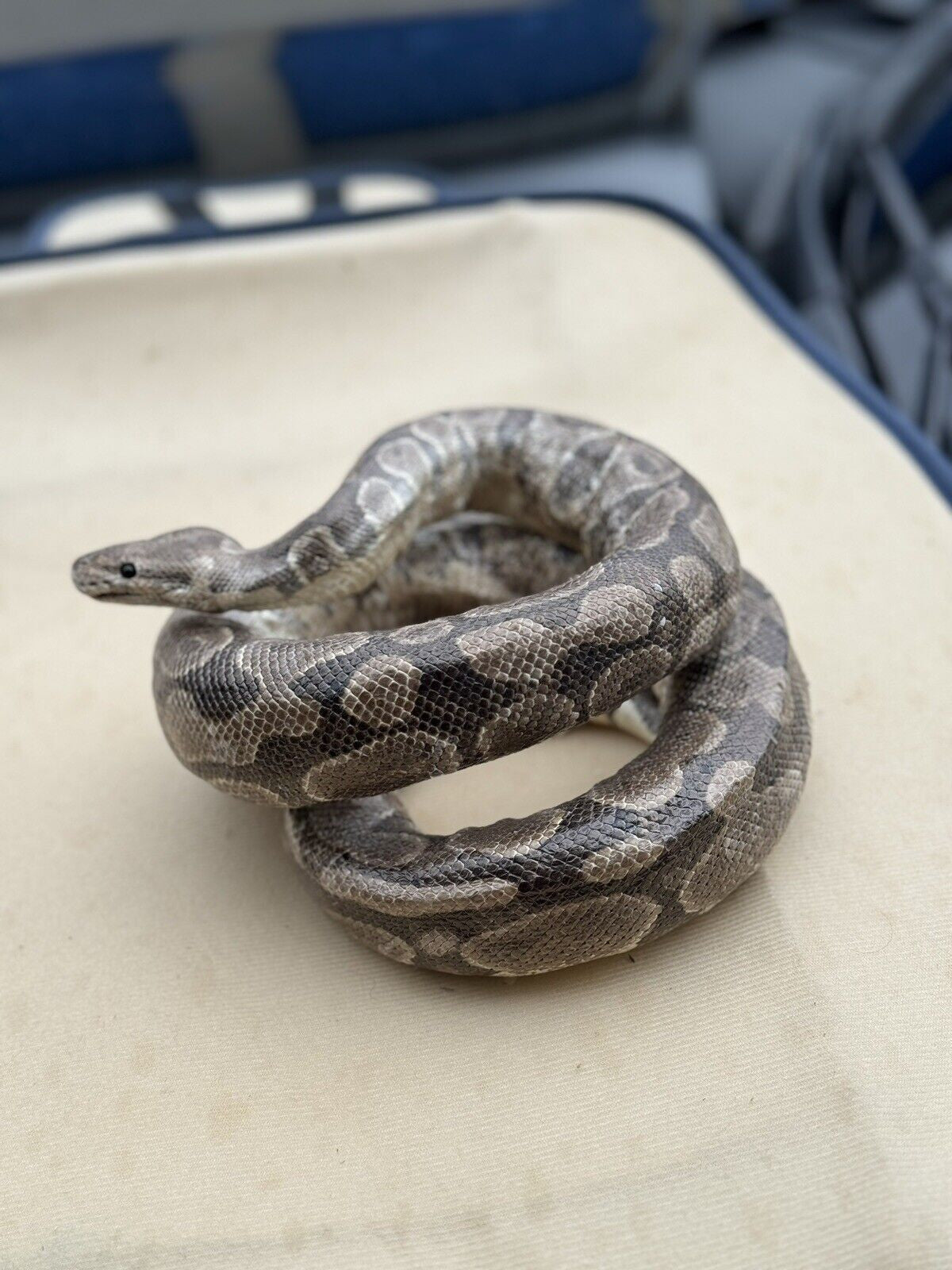 Real Massive Ball Dinker Python Taxidermy Mount