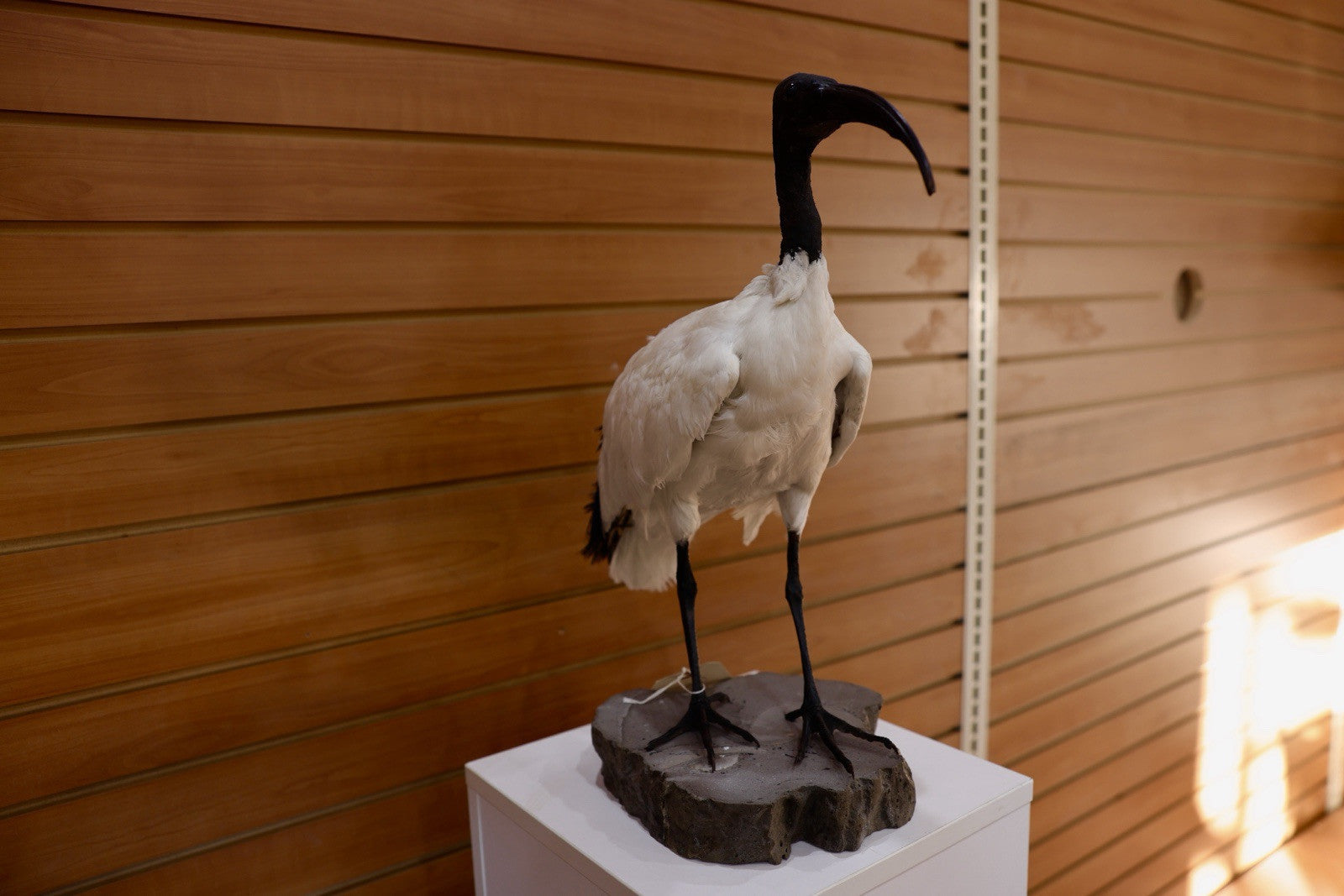 FH106-Museum Quality African Sacred Ibis Taxidermy Mount