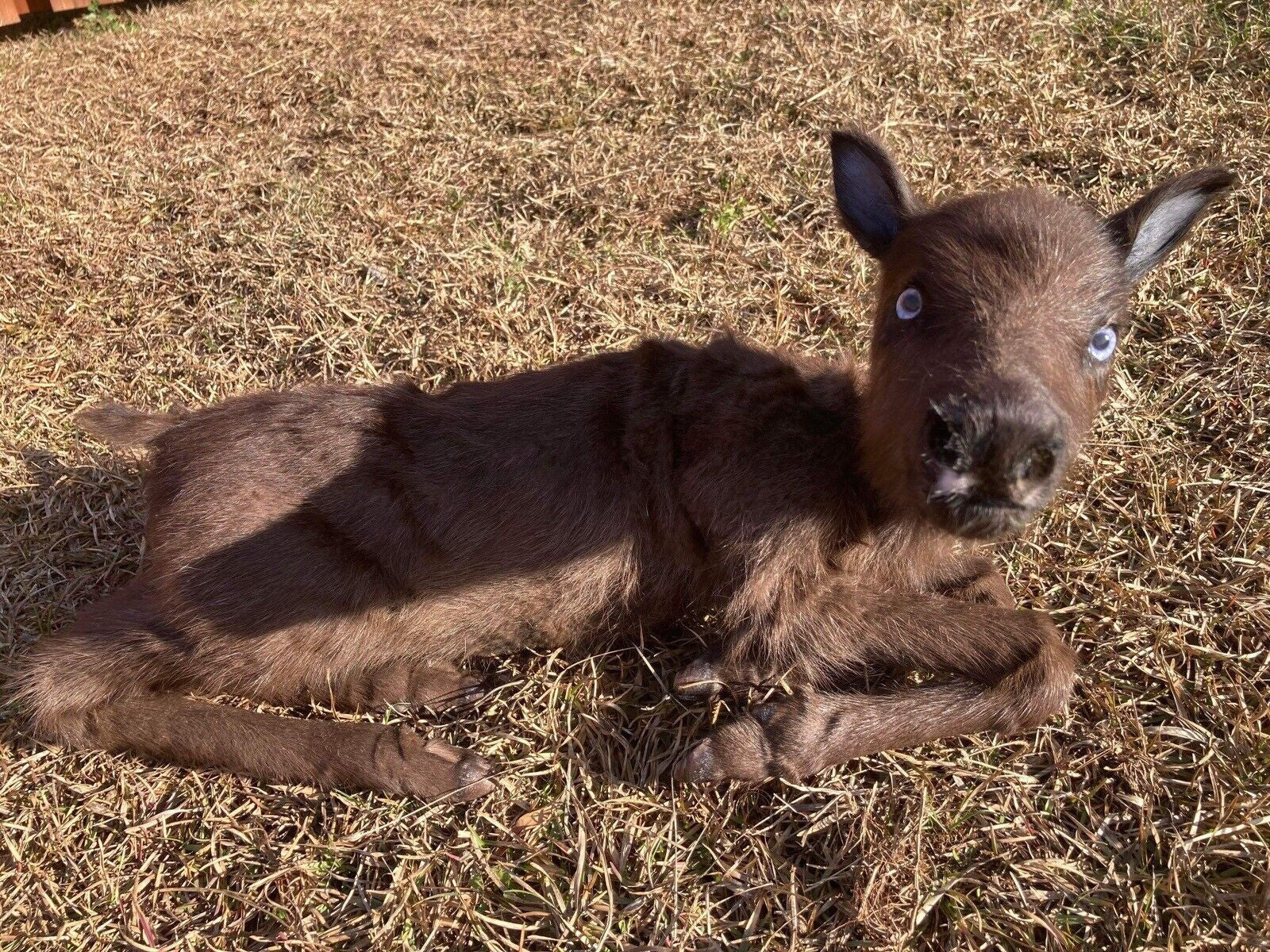 FH180-Rare Real Baby Caribou Taxidermy Soft Mount - Posable
