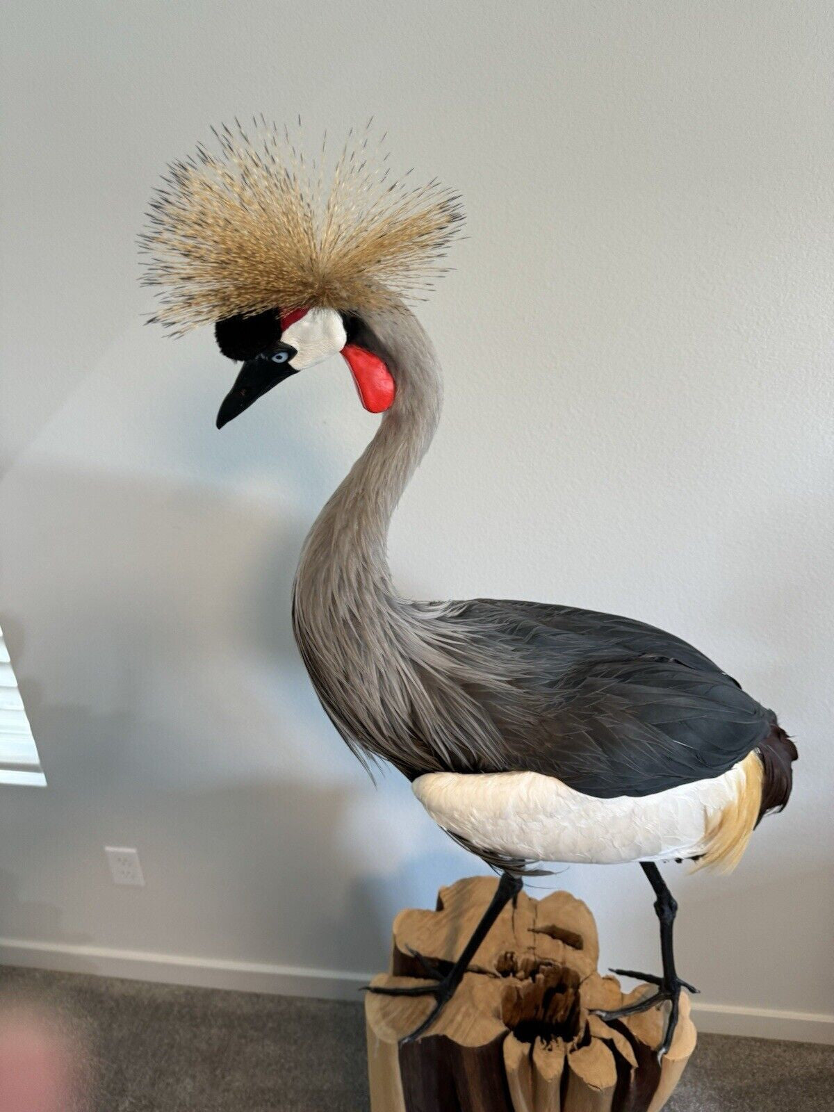 FH159-Museum Quality GREY-CROWNED CRANE TAXIDERMY BIRD MOUNT Beautiful Feathers