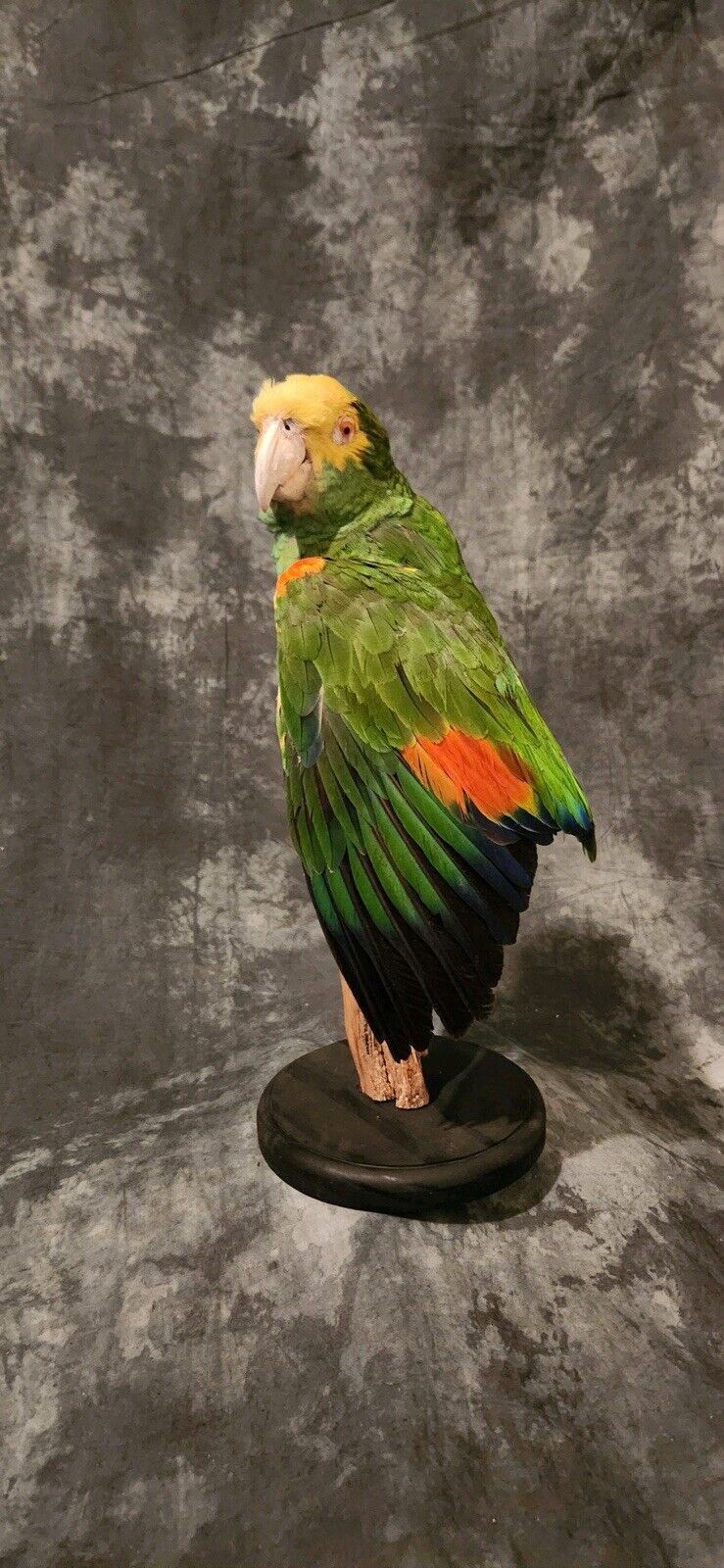Turquoise Fronted Amazon Parrot Taxidermy Mount
