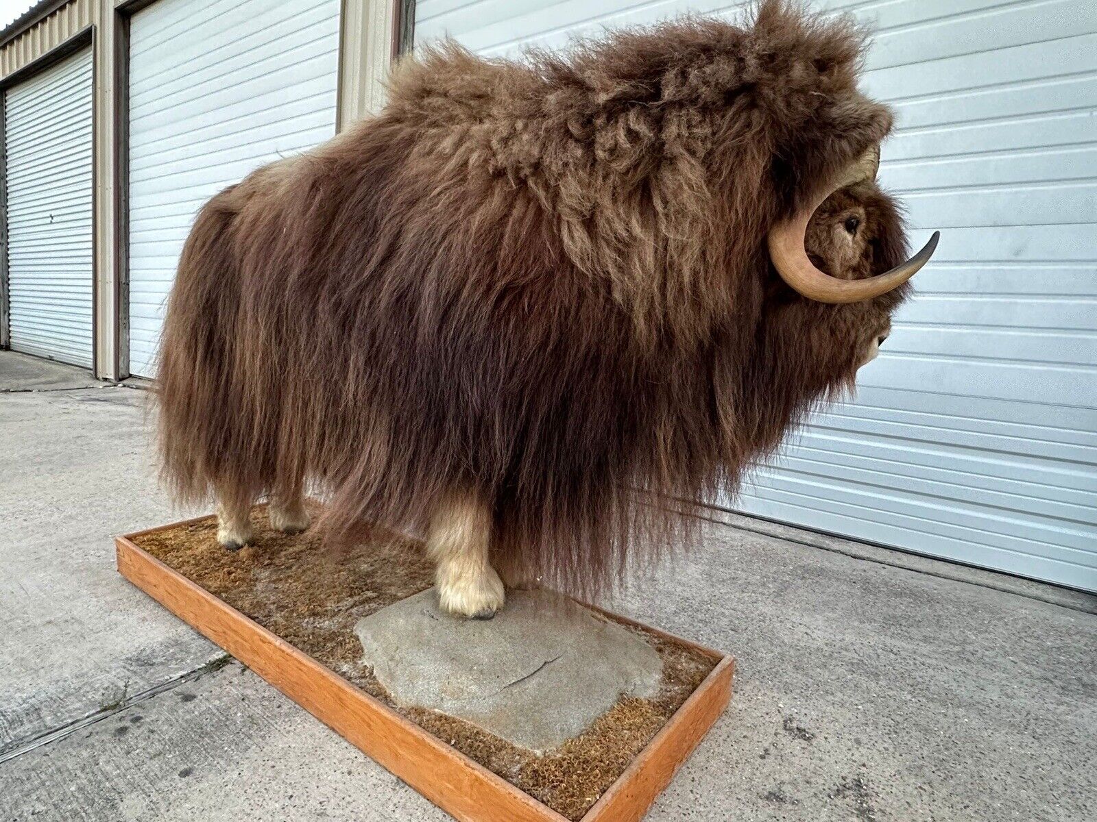 FH105-Phenomenal Massive Muskox Full Body Taxidermy Mount
