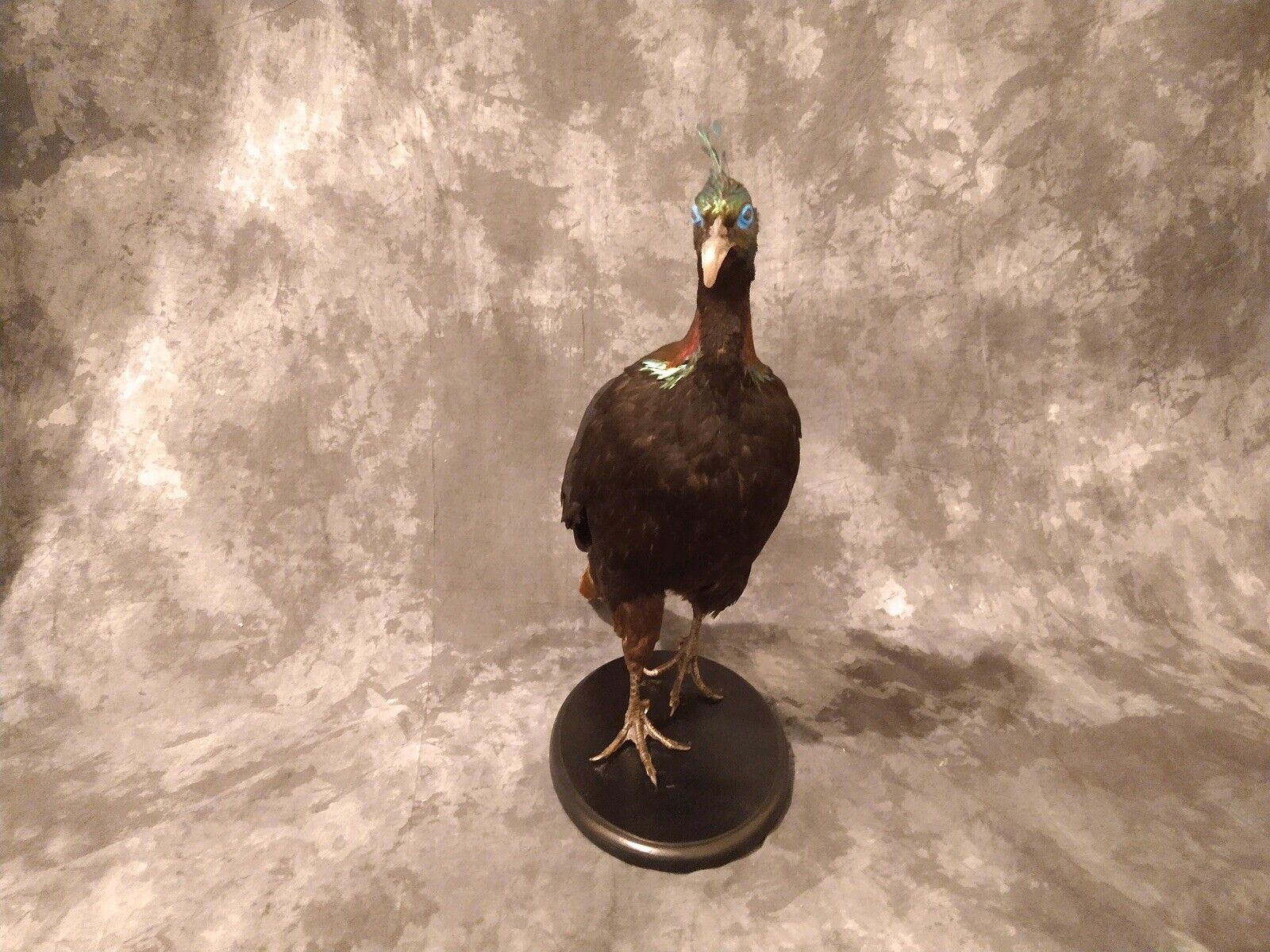 Impeyan pheasant Taxidermy Bird Mount