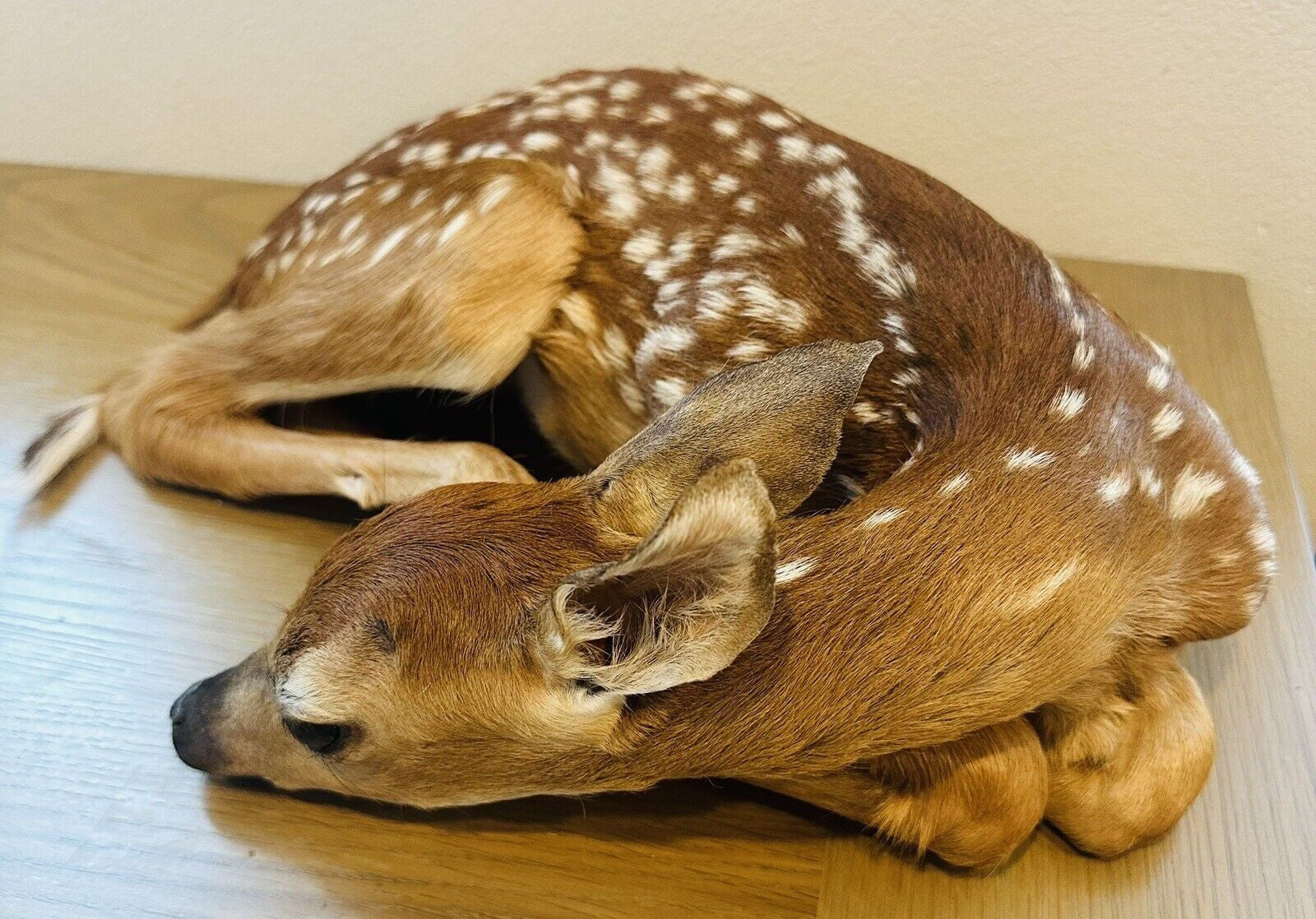 Museum Quality Real Deer Fawn Taxidermy Mount