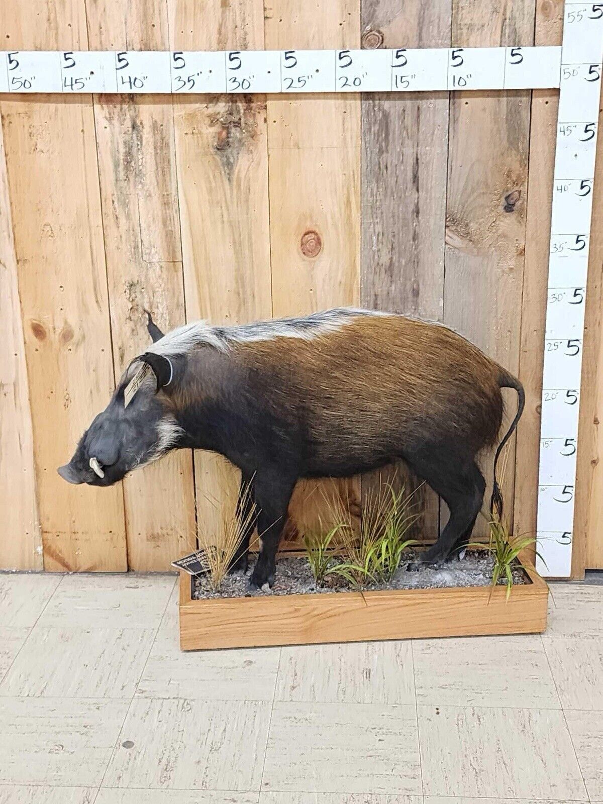 FH136-African Bush Pig Full Body Taxidermy Mount