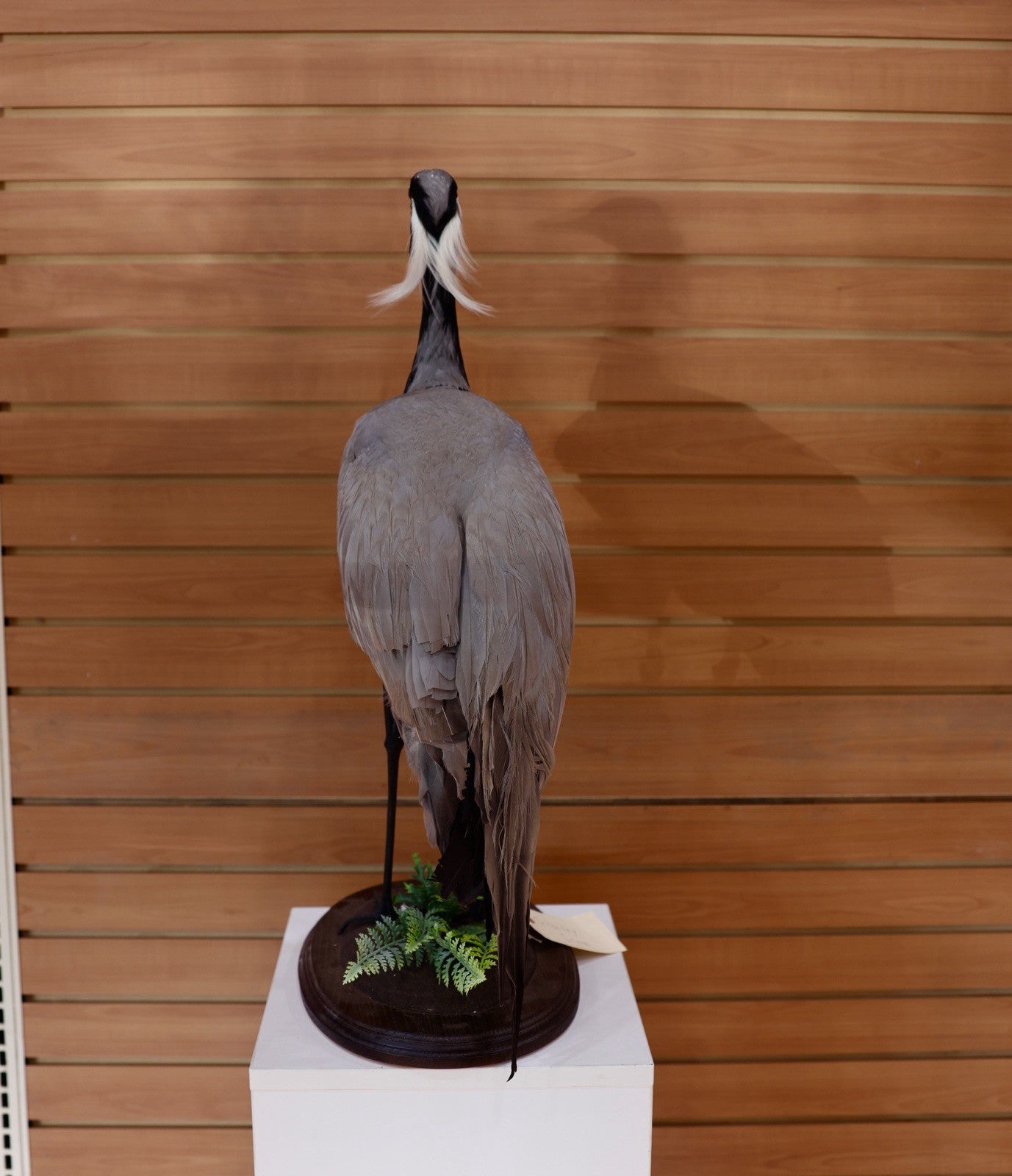 FH118-Museum Quality Demoiselle crane (Grus virgo) TAXIDERMY BIRD MOUNT