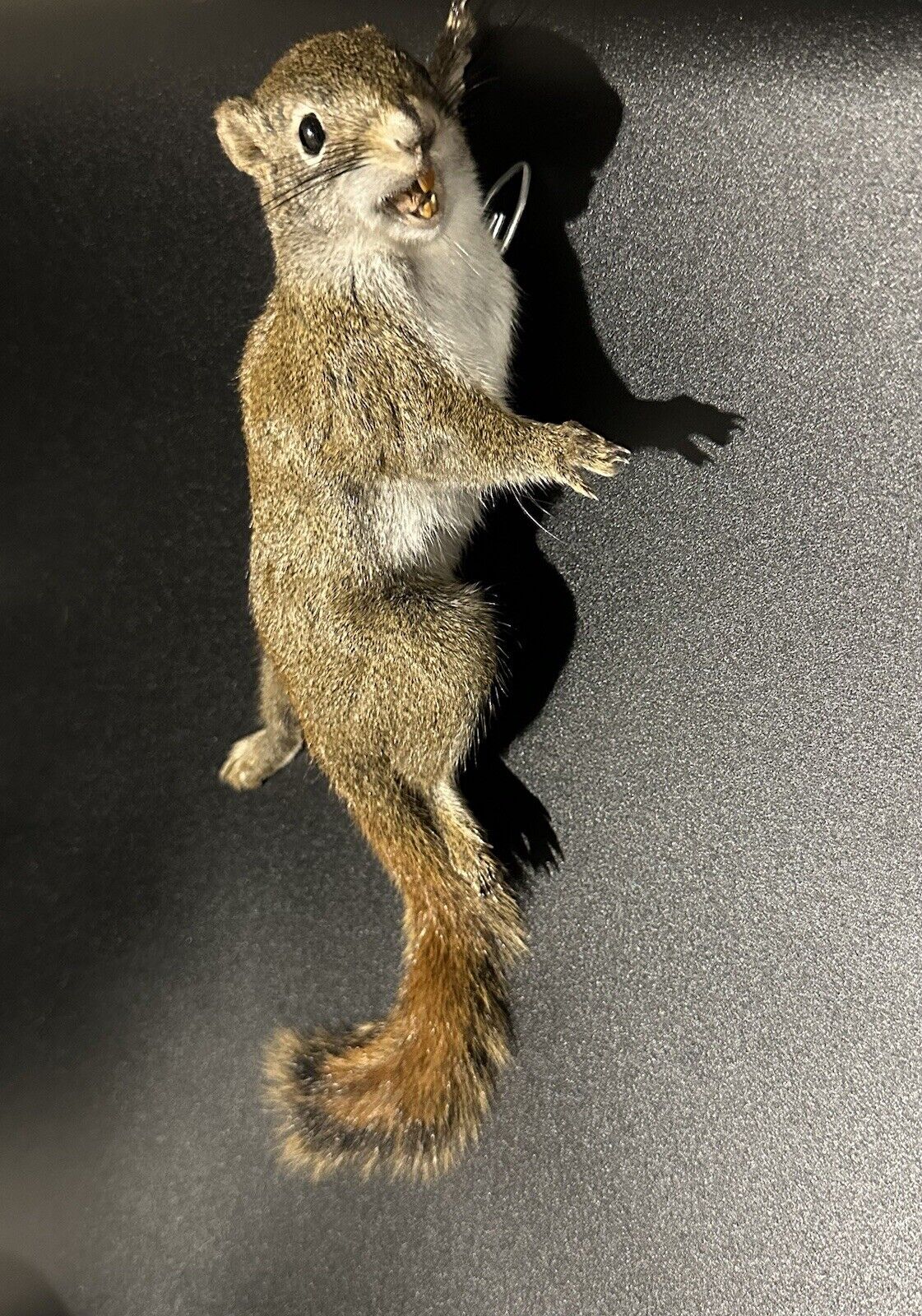 Beautiful Adorable Red Squirrel Small Animal Taxidermy Mount Art Wildlife 30S