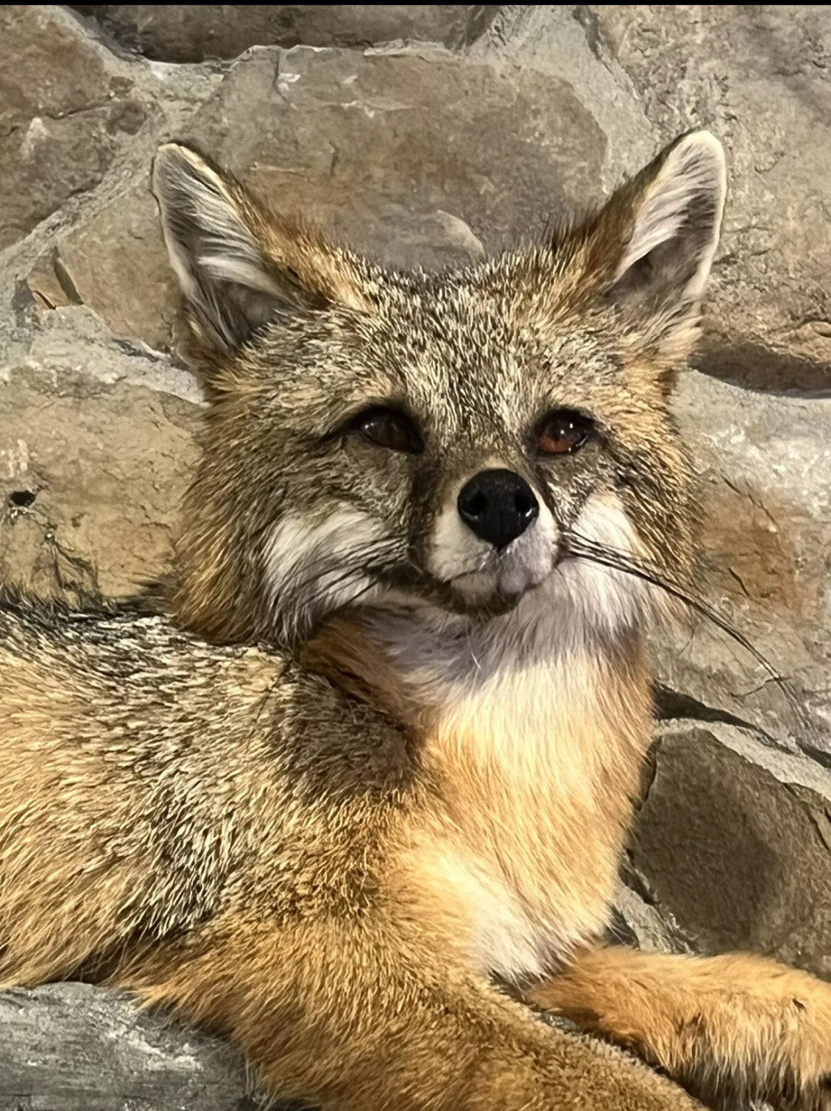 Grey Fox Taxidermy Full Body Mount Cabin Camp Man Cave Home Office Den Decor NEW