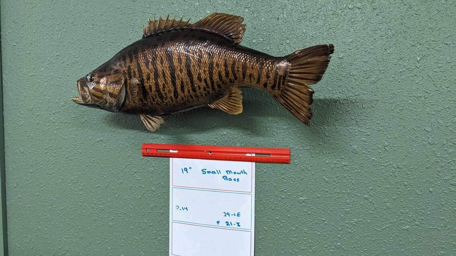 Beautiful Real Skin 19” Small Mouth Bass Taxidermy Wall Mount Art Wildlife