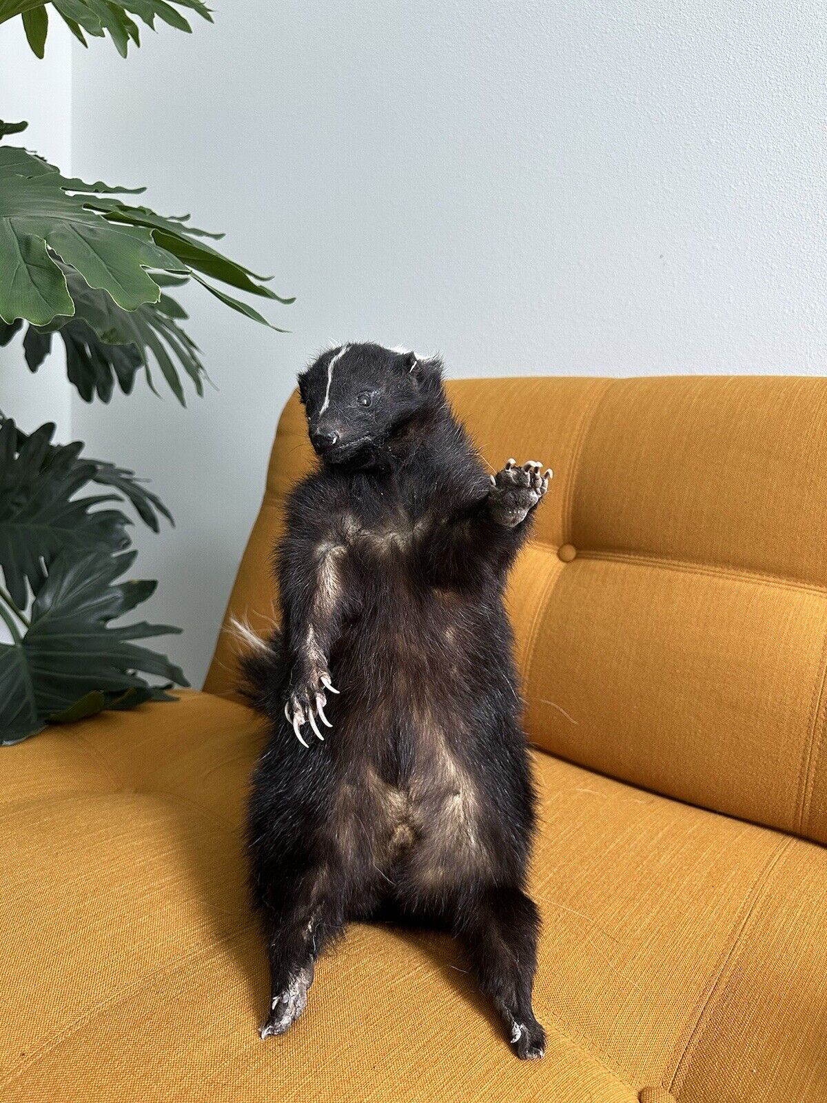 Large Prime Skunk Taxidermy Mount