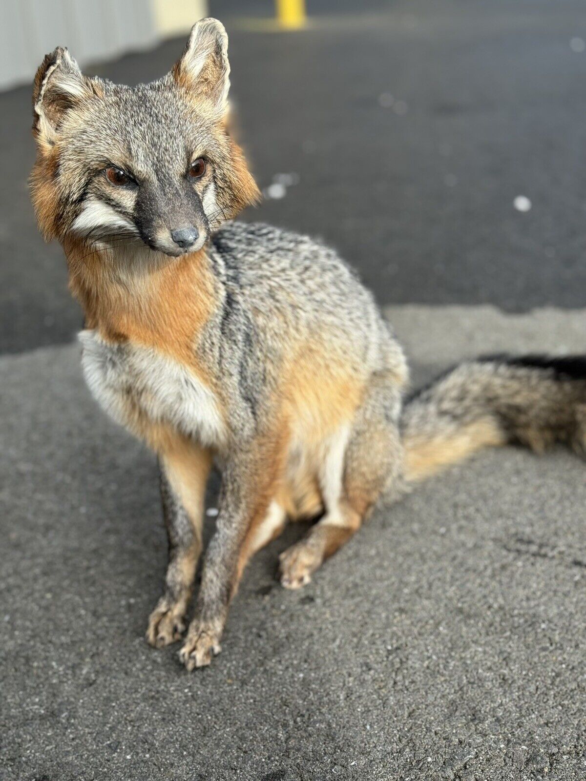 Grey Fox Taxidermy Full Body Mount Prime Fur