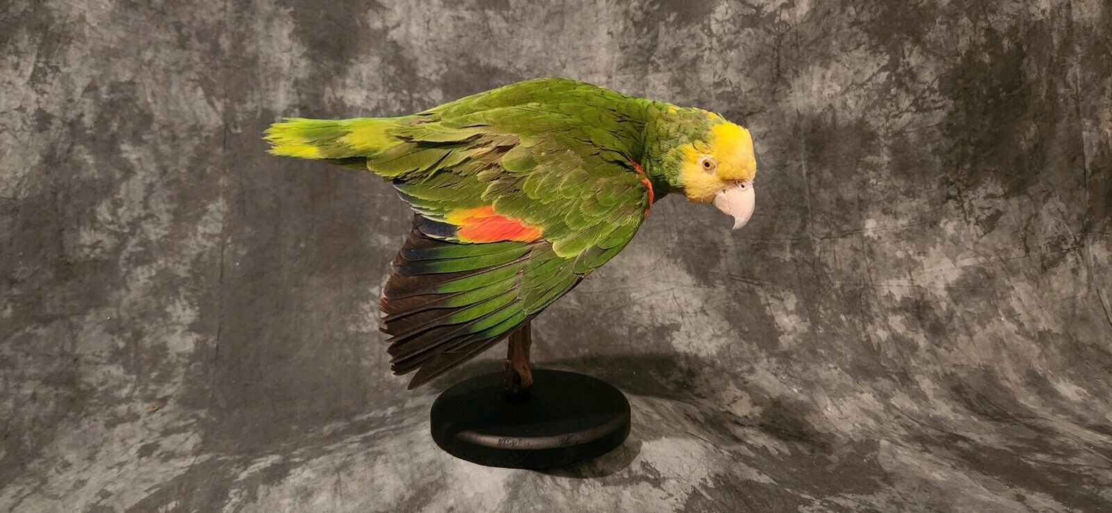 Turquoise Fronted Amazon Parrot Taxidermy Mount