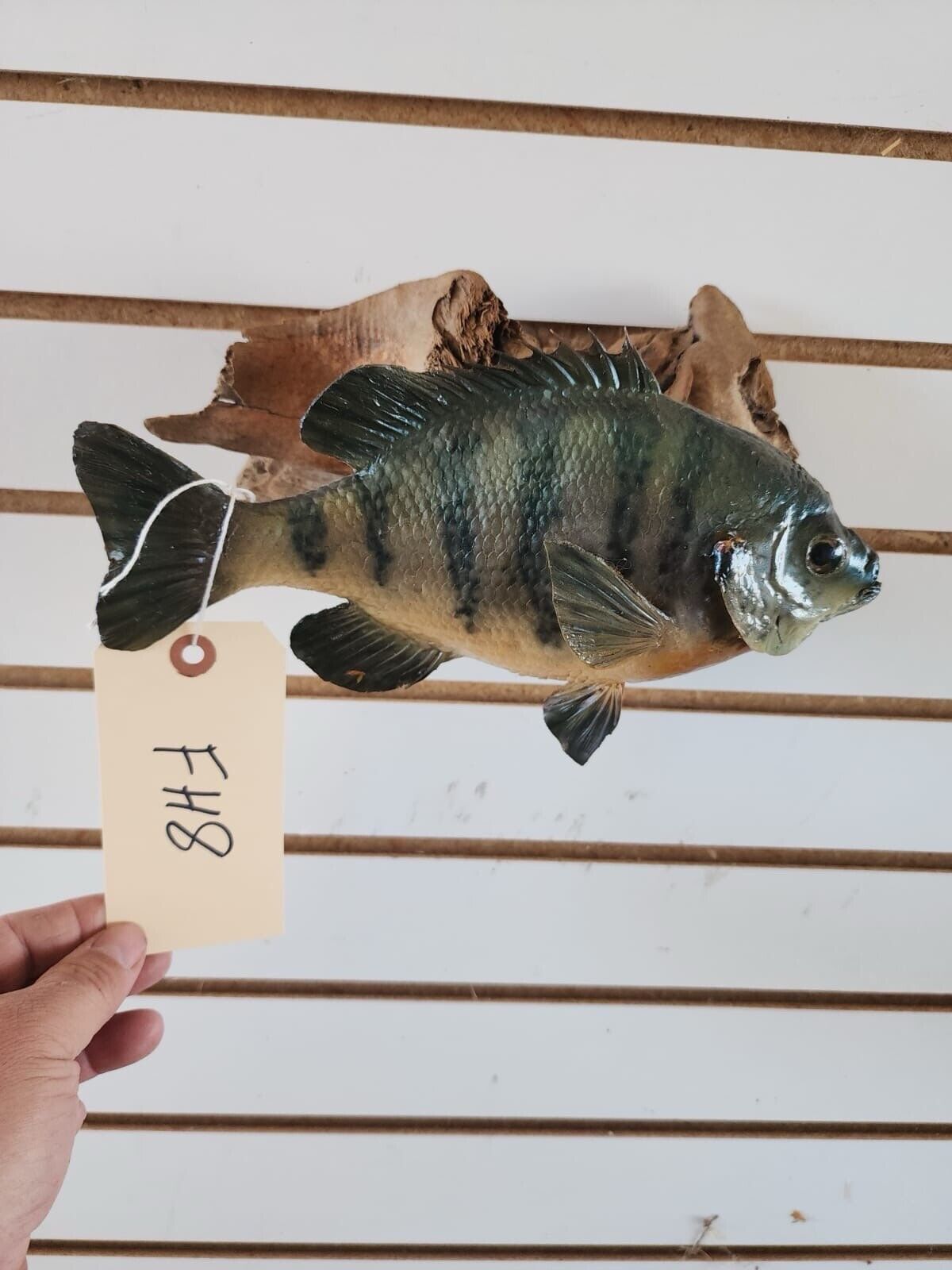 3 bass. 2 bluegill Fish Taxidermy Mount