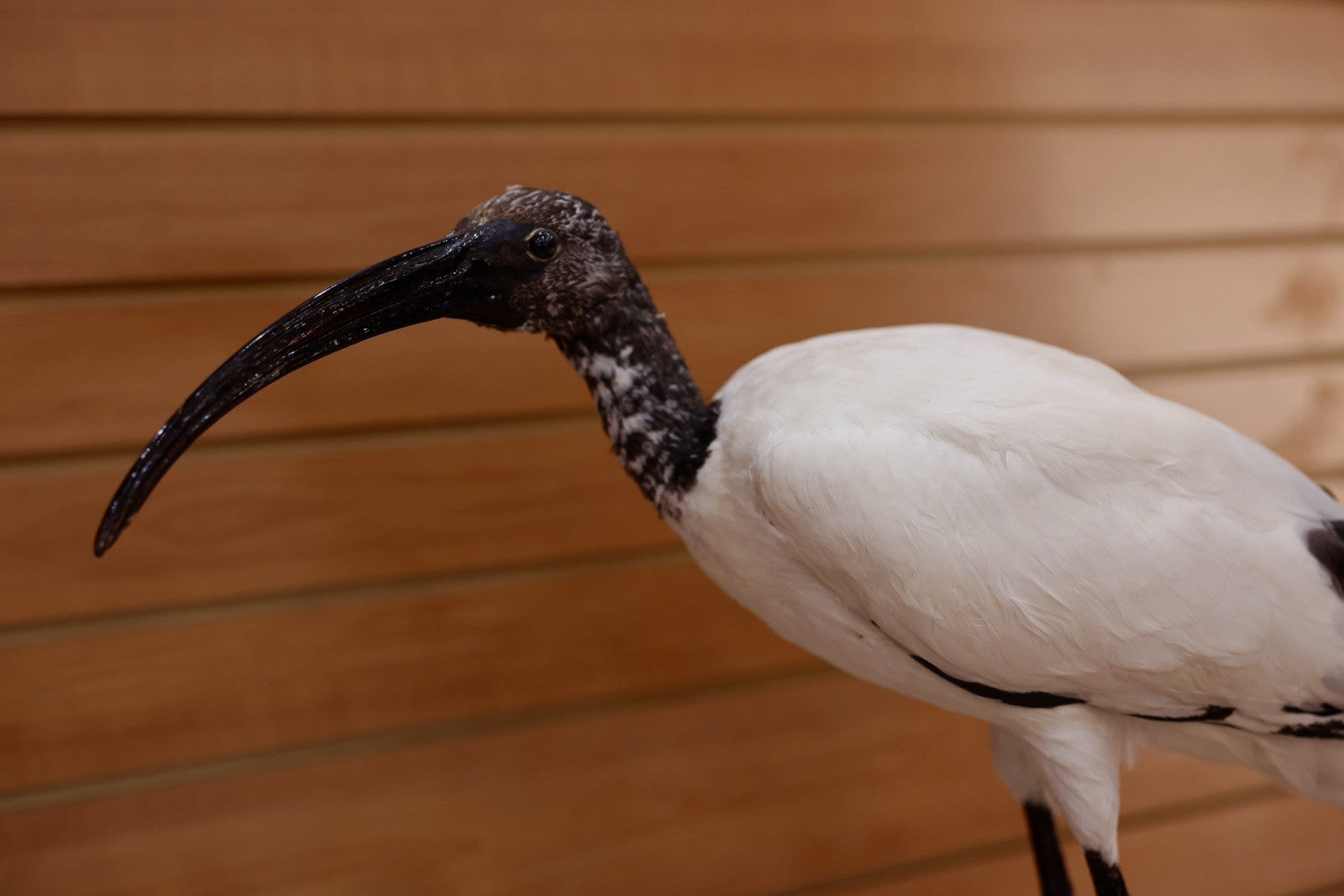 FH106-Museum Quality African Sacred Ibis Taxidermy Mount