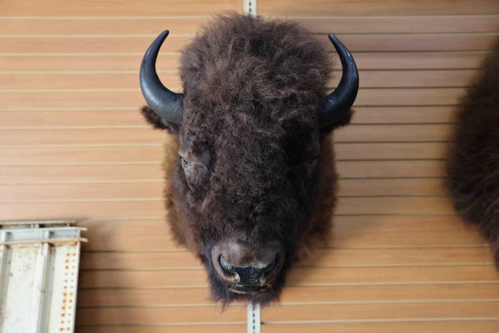 FH101-Gorgeous Massive Mounted Buffalo / Bison Taxidermy Head