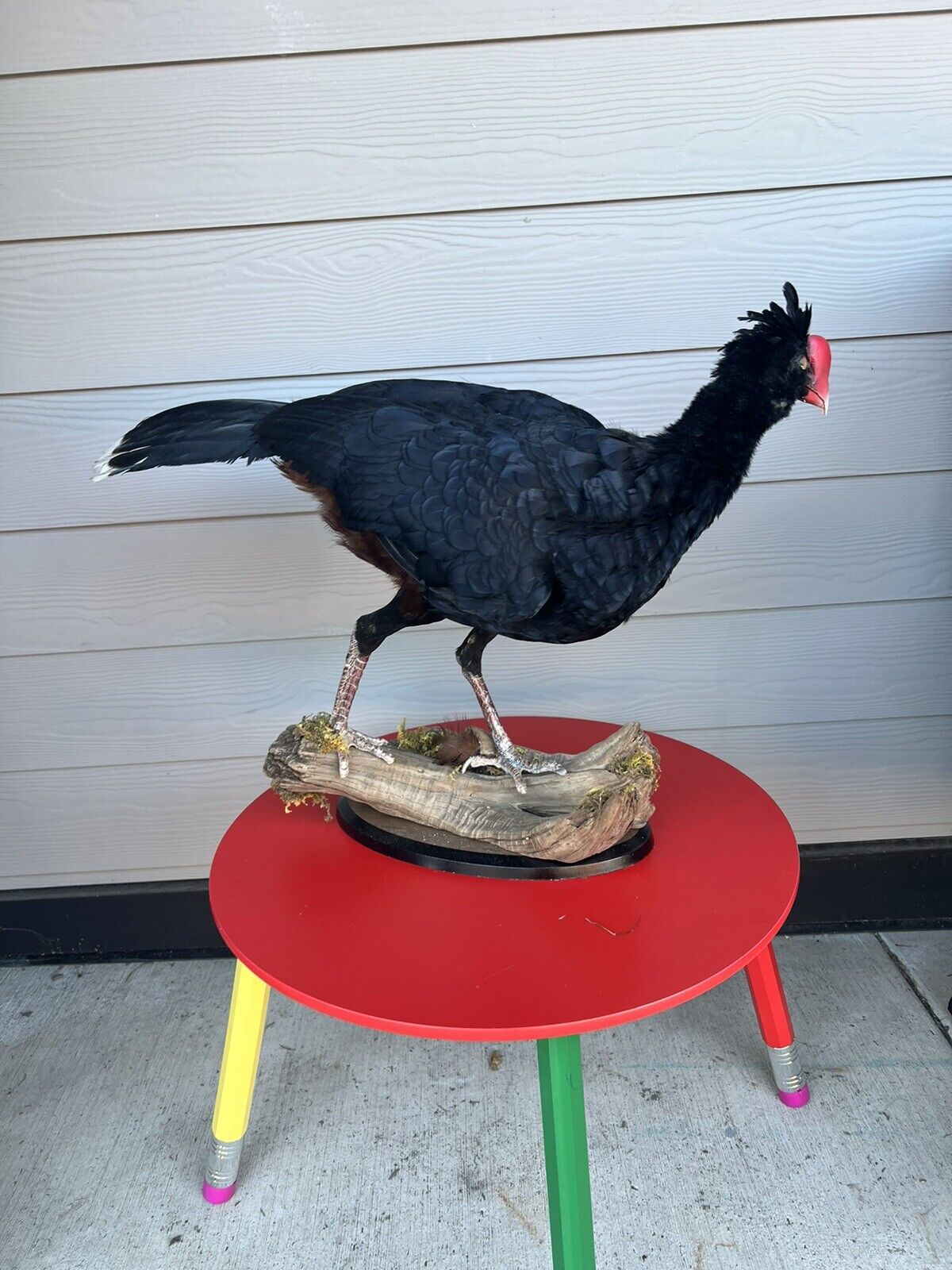 FH130-Rare razorbill curassow Taxidermy Bird Mount