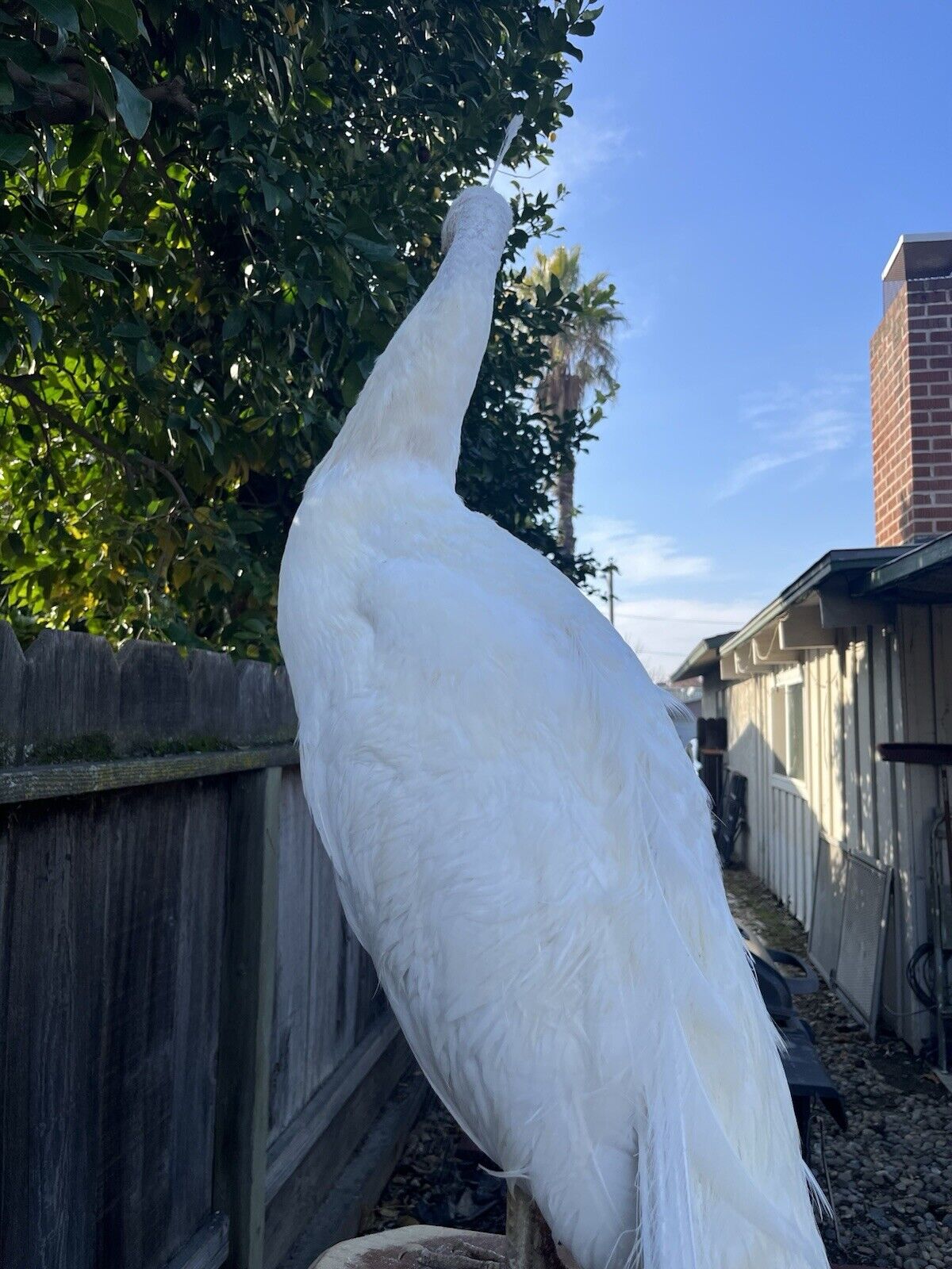 Museum Quality White PEACOCK Taxidermy Mount - Sku JOE232