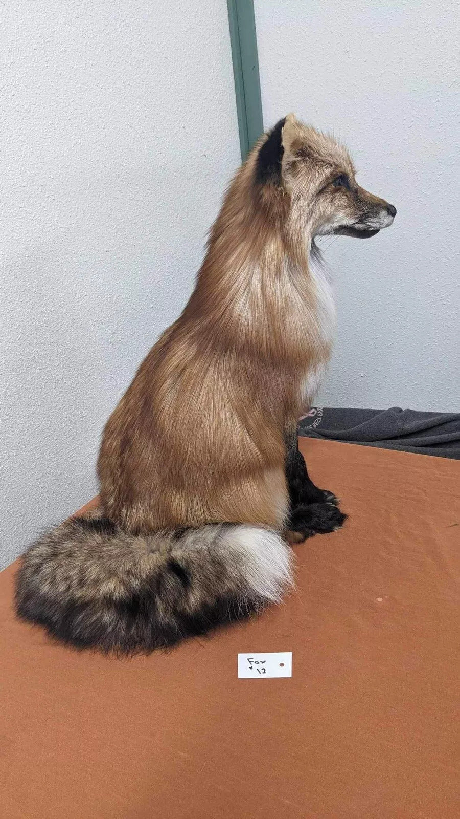 Red Fox Taxidermy Full Body Mount Cabin Camp Man Cave Home Office Den Decor NEW!