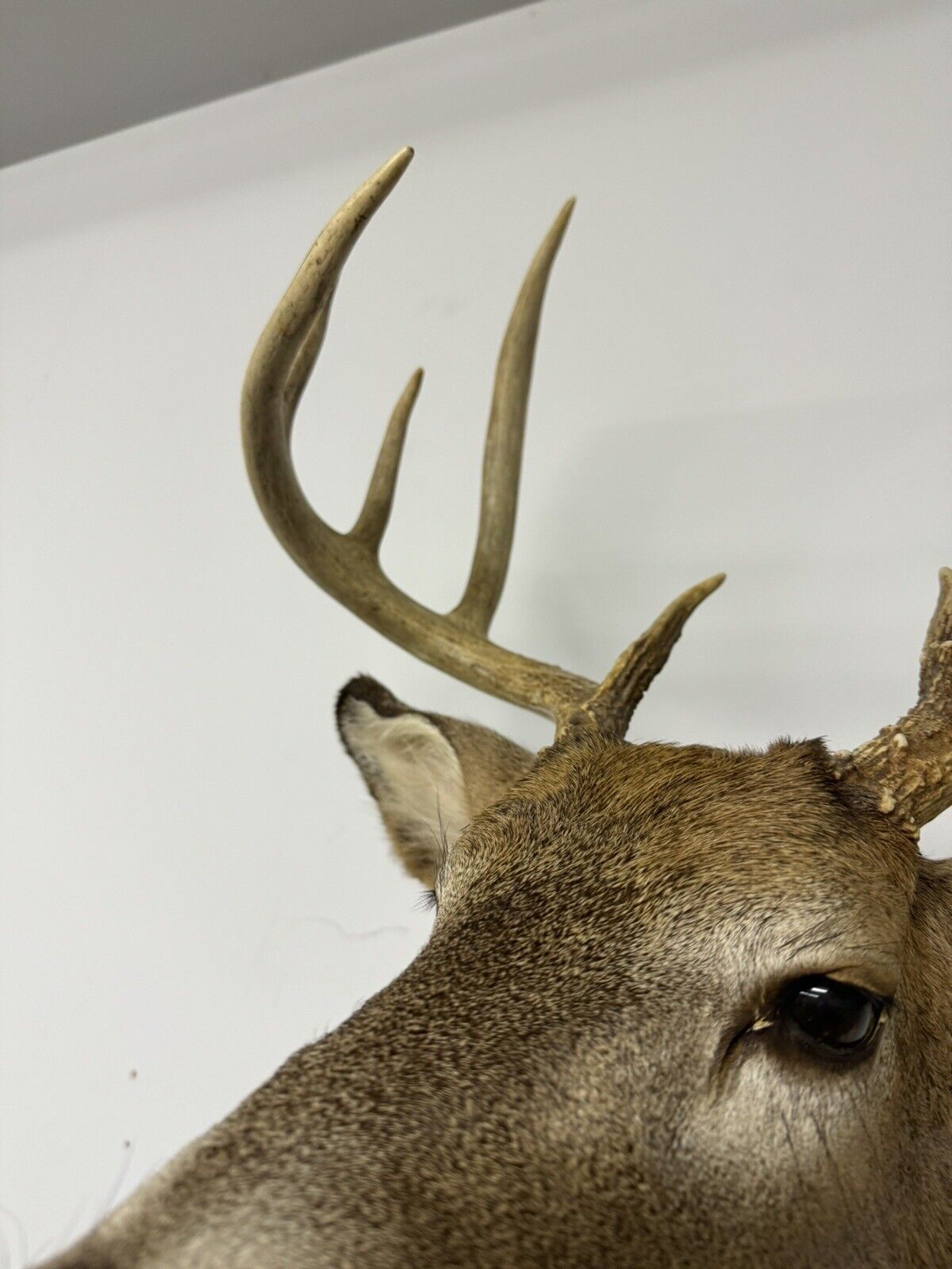 Whitetail Deer Real Antler Deer Taxidermy Mount