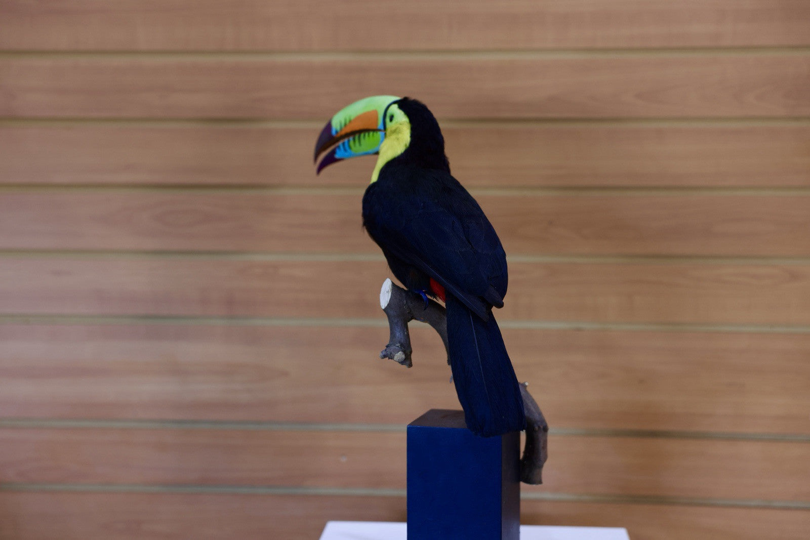 FH108-Museum Quality keel-billed toucan (Ramphastos sulfuratus) Toc24