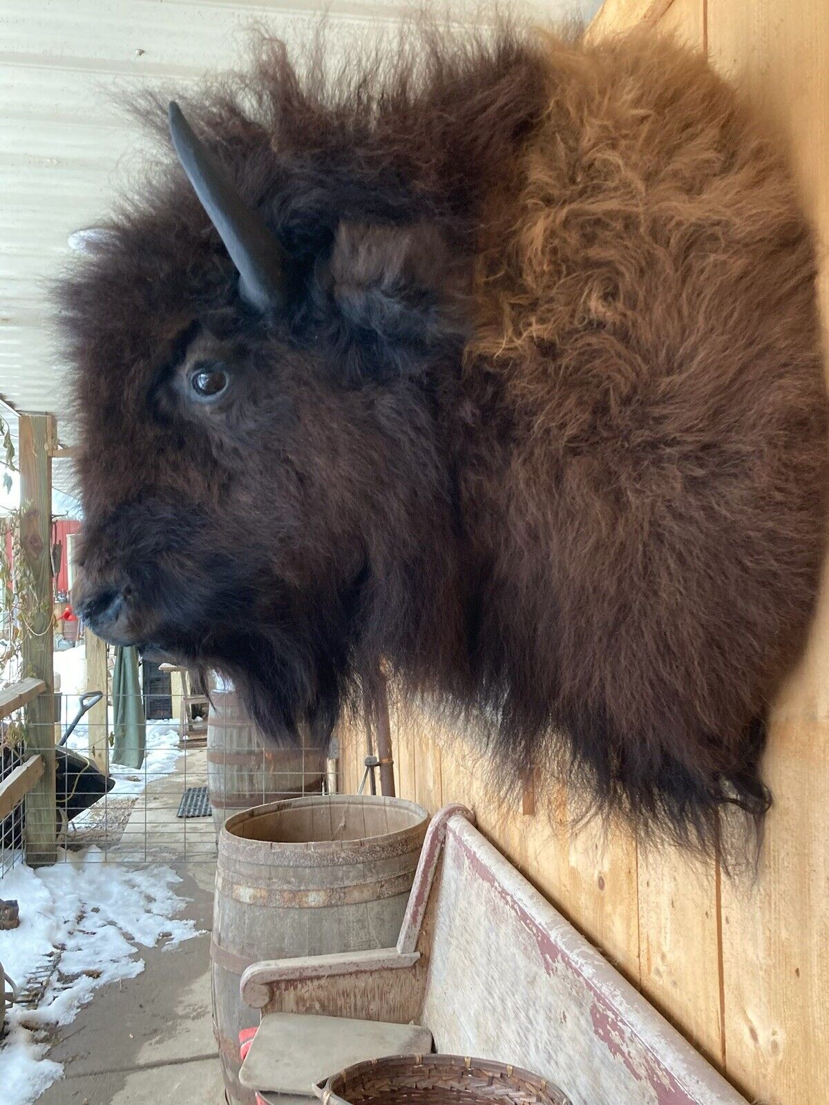 Real Buffalo / Bison Shoulder Taxidermy Mount New