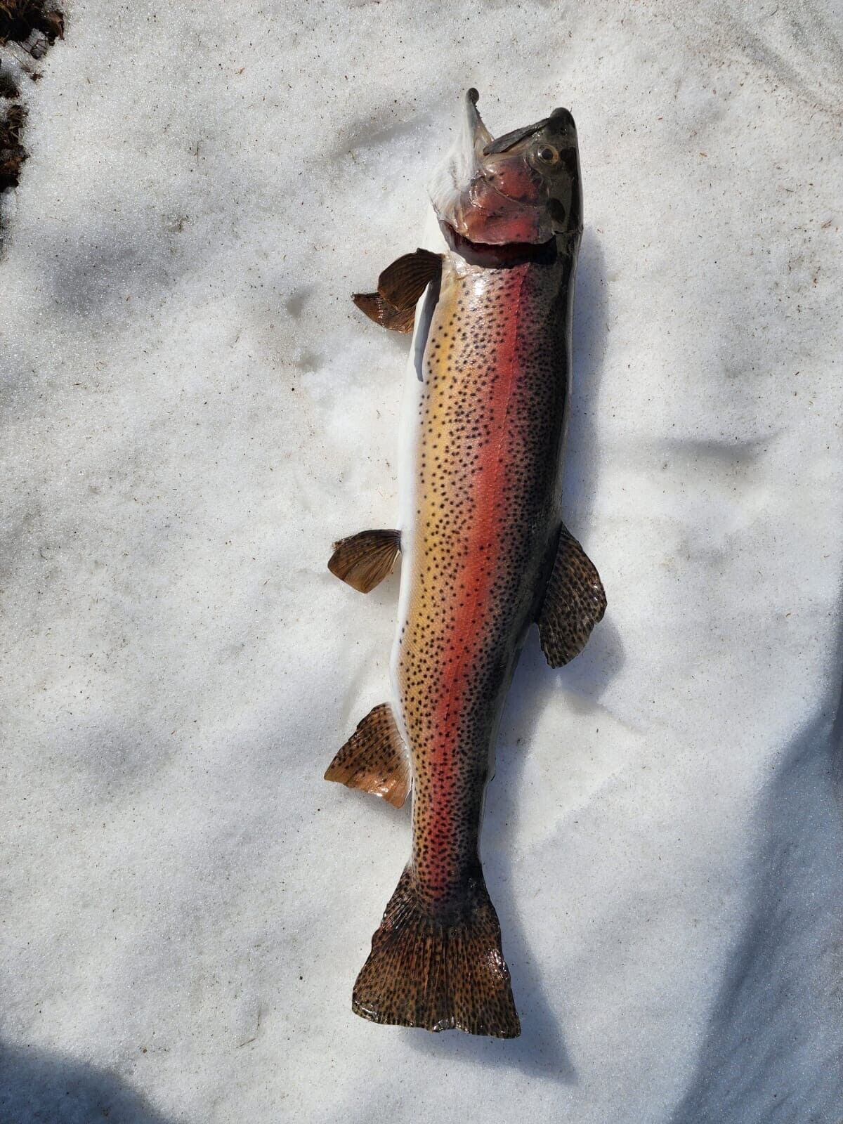 Beautiful Trout Fish Taxidermy Wall Mount Art Wildlife 30’