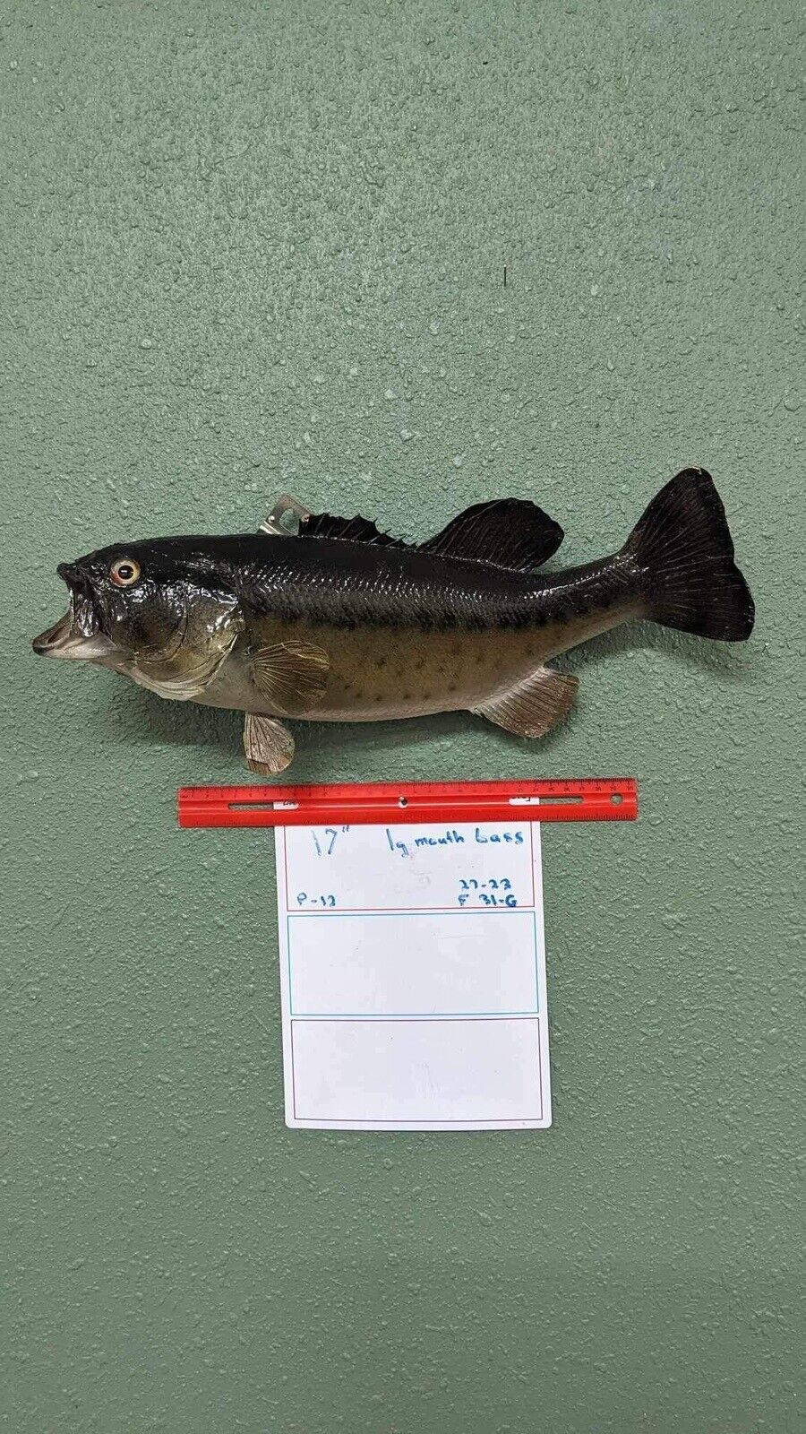 Beautiful Real Skin 17” Large Mouth Bass Taxidermy Wall Mount Art Wildlife
