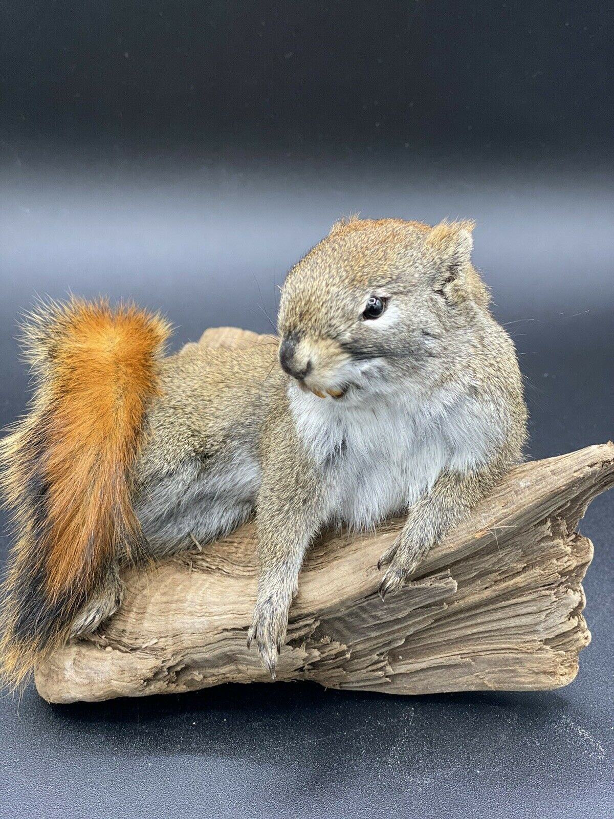 Beautiful Adorable Red Squirrel Small Animal Taxidermy Mount Art Wildlife