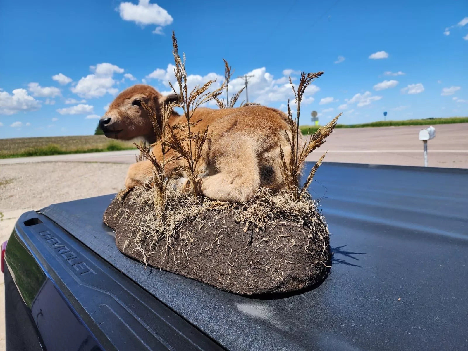 FH162-Real Baby Buffalo / Bison Taxidermy Mount New