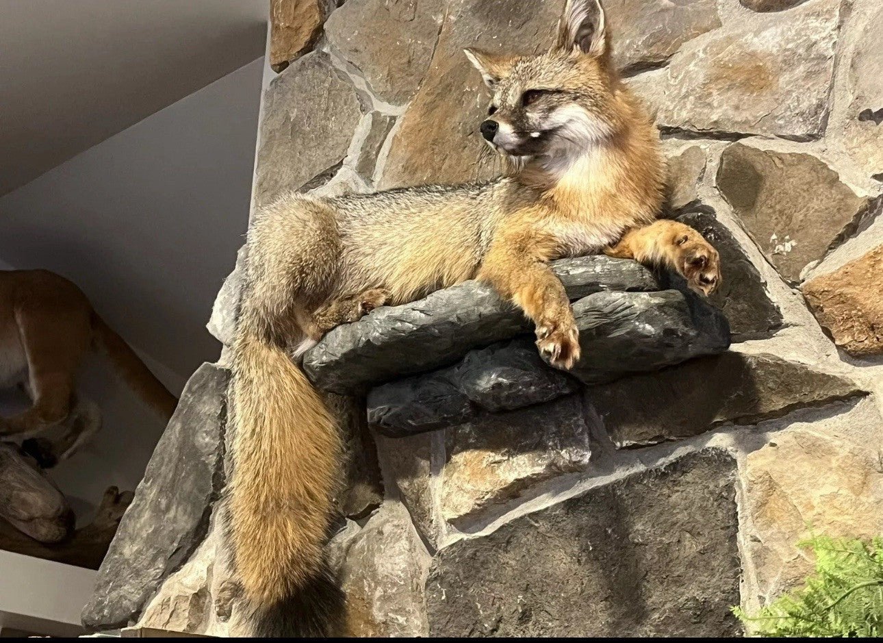 Grey Fox Taxidermy Full Body Mount Cabin Camp Man Cave Home Office Den Decor NEW