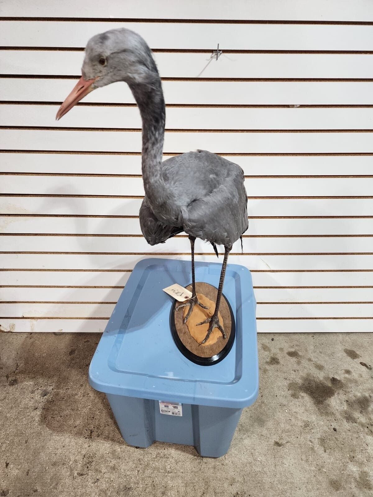 FH177-Stanley Crane The blue crane (Grus paradisea) Full Body Bird Taxidermy
