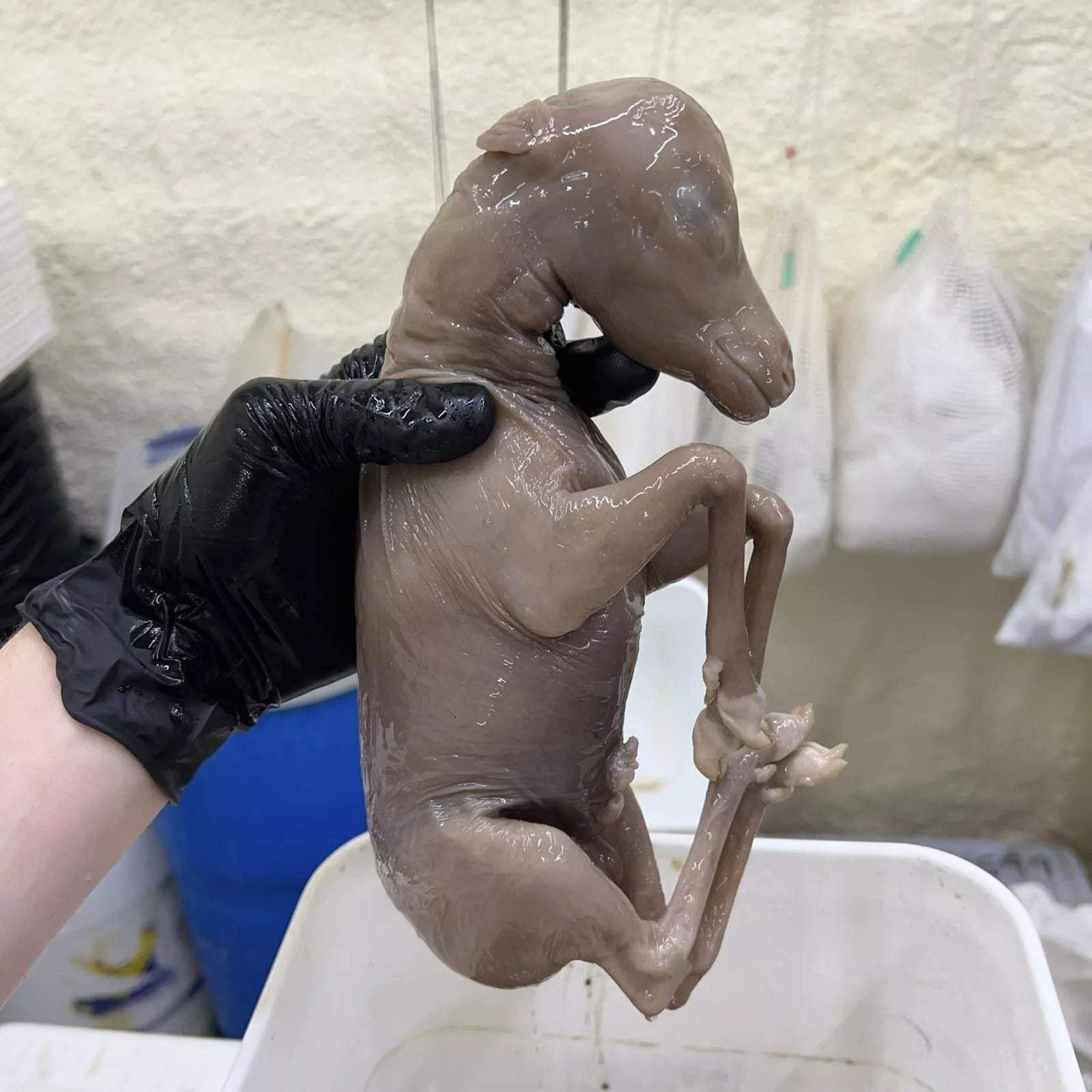 Baby Elk Wet Specimen Taxidermy Mount