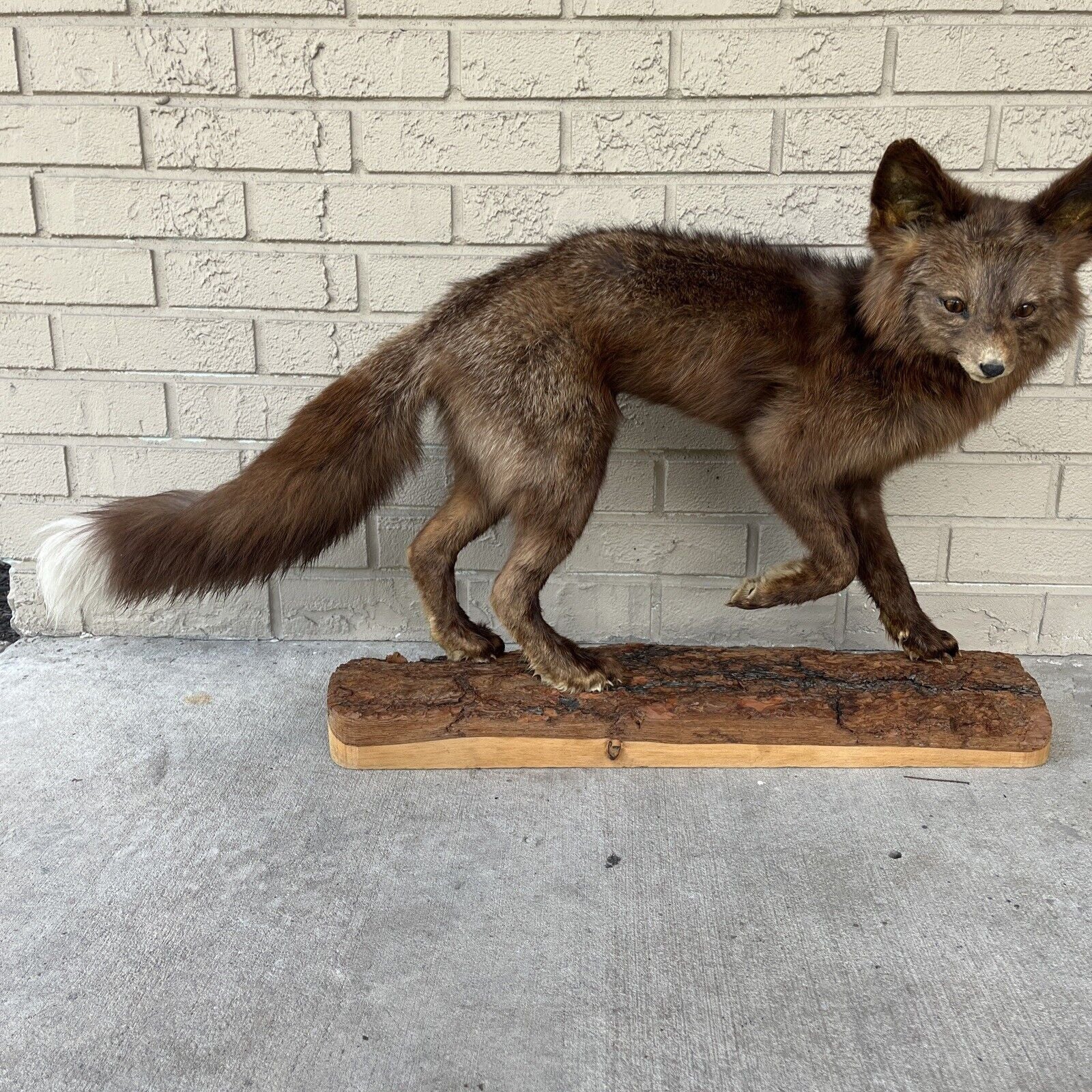 FH183-Taxidermy Red Fox (Full Body) On Pine Log