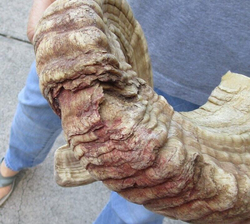 Sheep Horn 30 inches