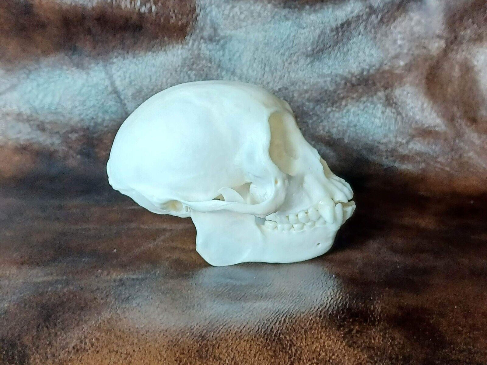 FHHOM1 - Capuchen monkey skull and full skeleton for articulating