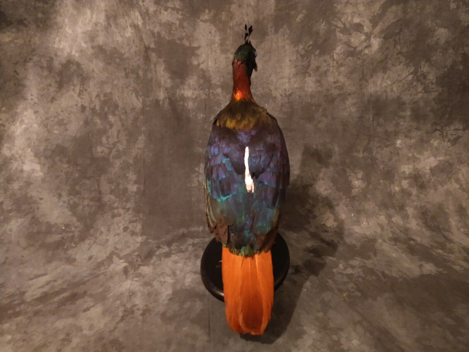 Impeyan pheasant Taxidermy Bird Mount
