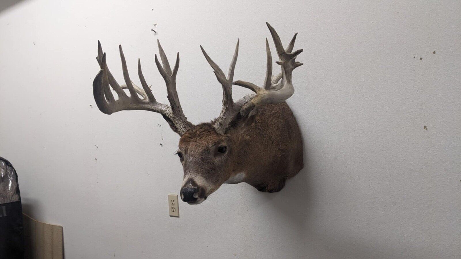 Whitetail Deer Real Antler Deer Taxidermy Mount Beautiful Antlers
