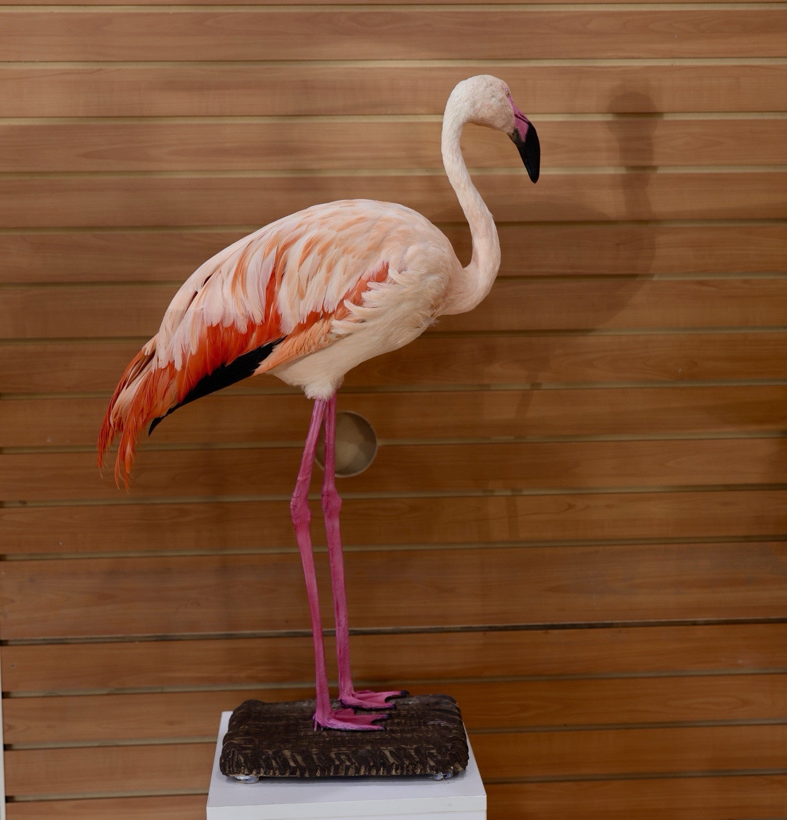 FH112-Flaming Museum quality Chilean flamingo Taxidermy mount