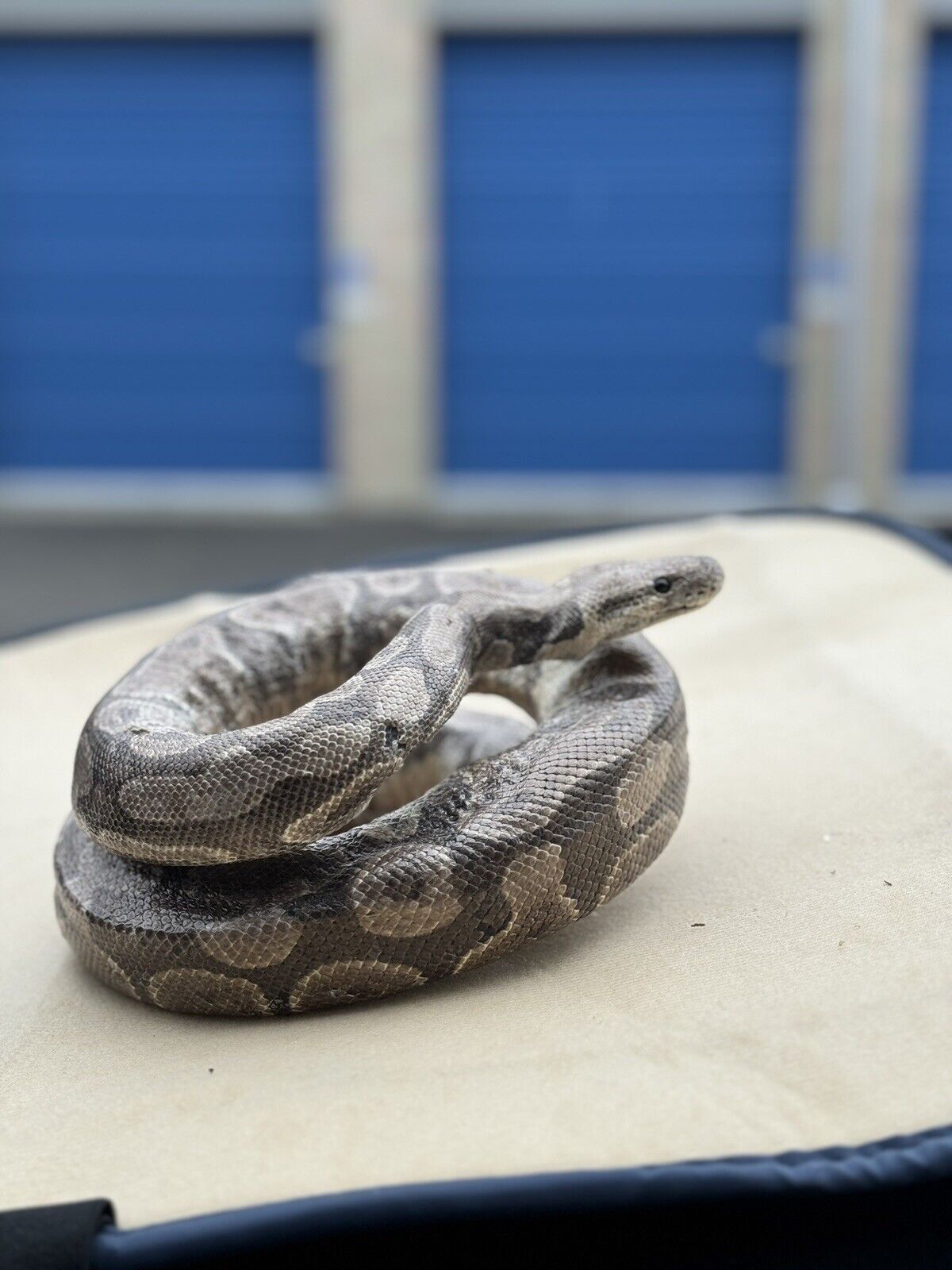 Real Massive Ball Dinker Python Taxidermy Mount