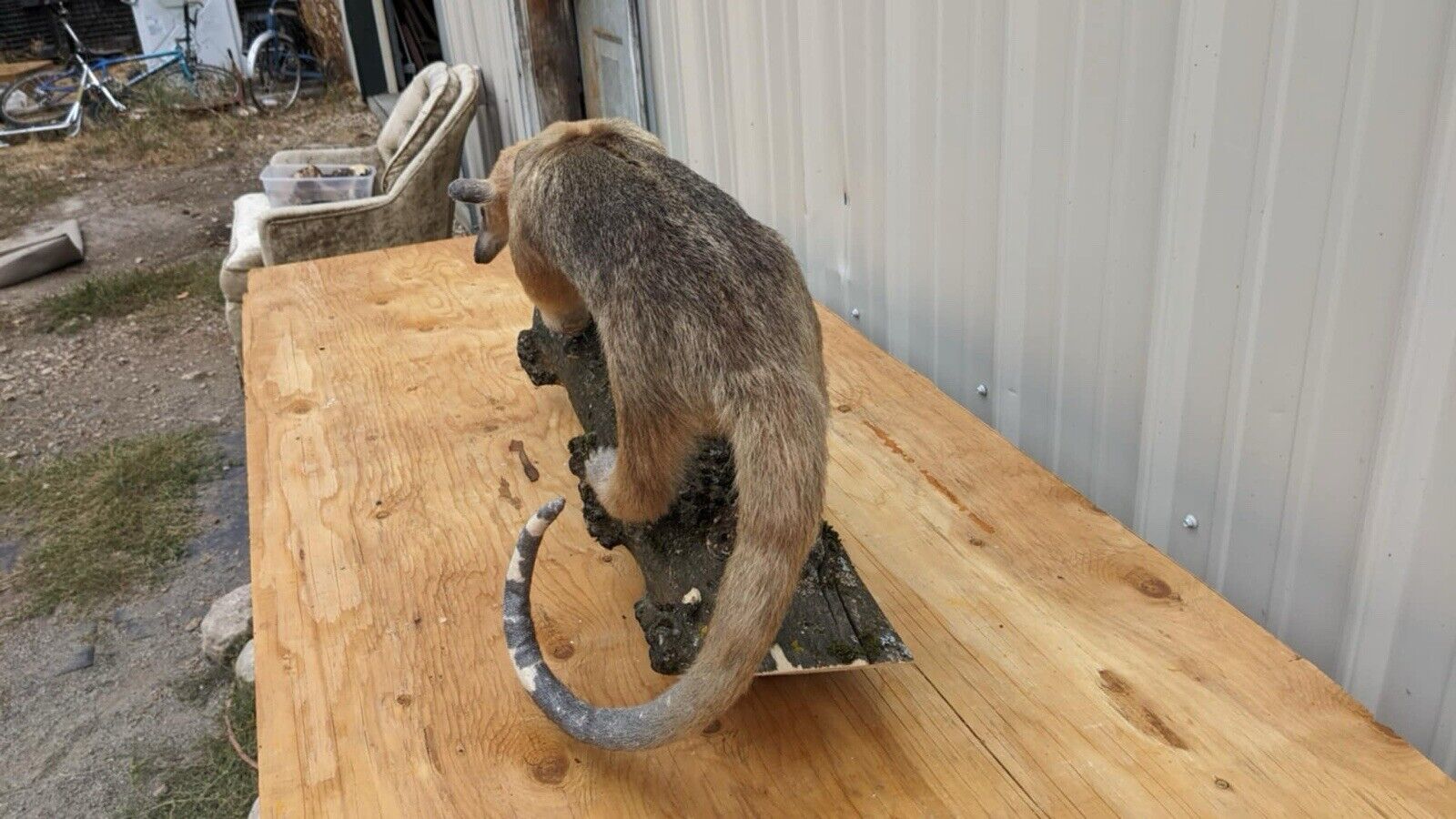 Tamandua / Ant Eater Full Body Mount Taxidermy