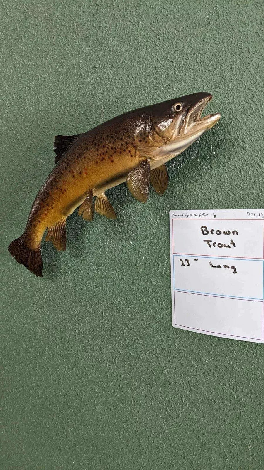 Beautiful Real Skin 23 inch Brown Trout Taxidermy Wall Mount