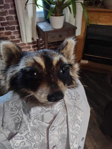 Raccoon Taxidermy Mount (George Cooney) 41” Tall