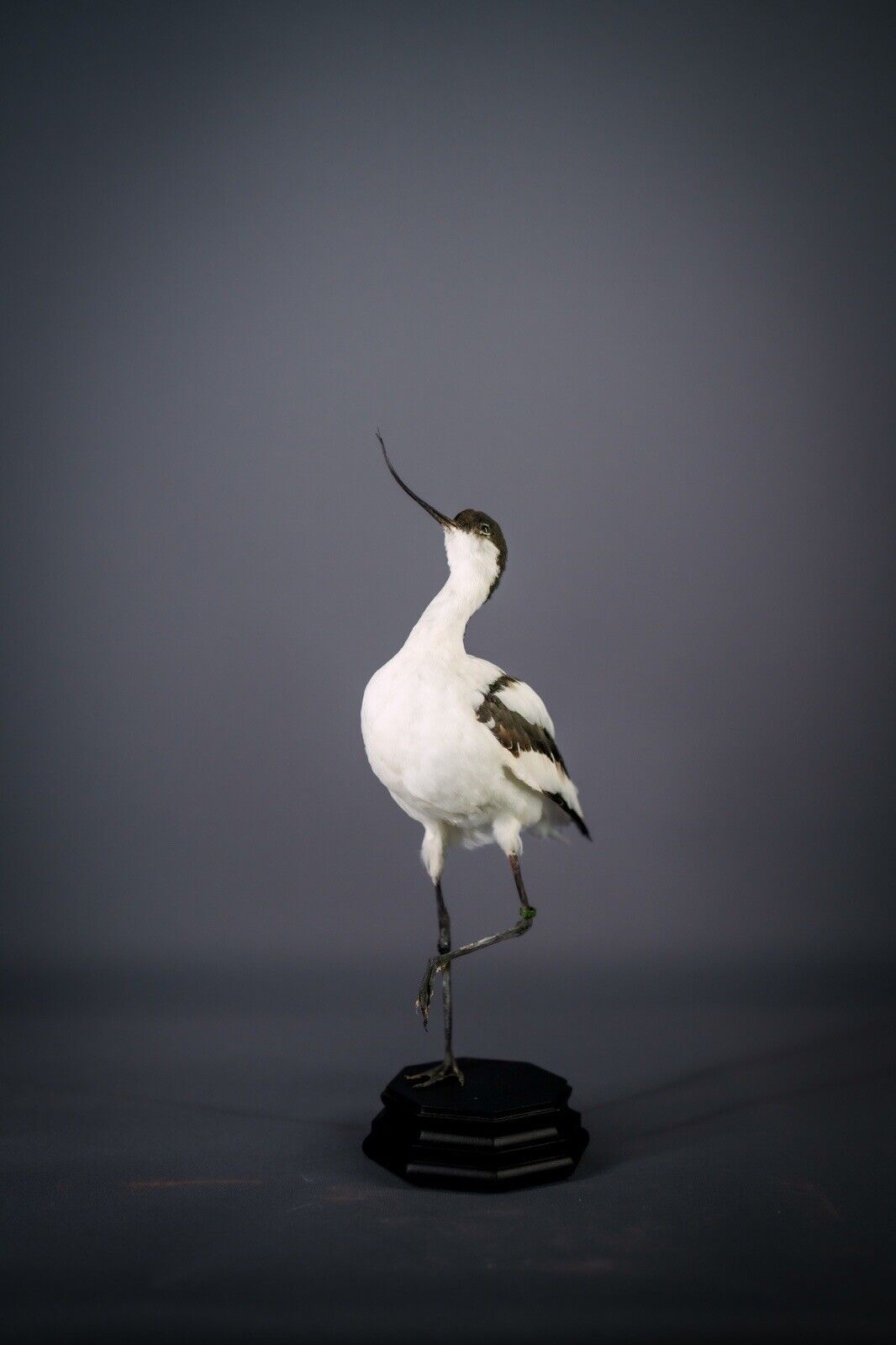 Beautiful Taxidermy Bird Pied Avocet Mount | Wooden Base Rare