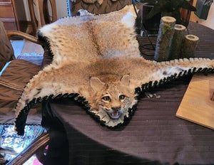 BOBCAT TAXIDERMY , Collectible,Log Cabin Decor,Outdoors,Hunting Rug