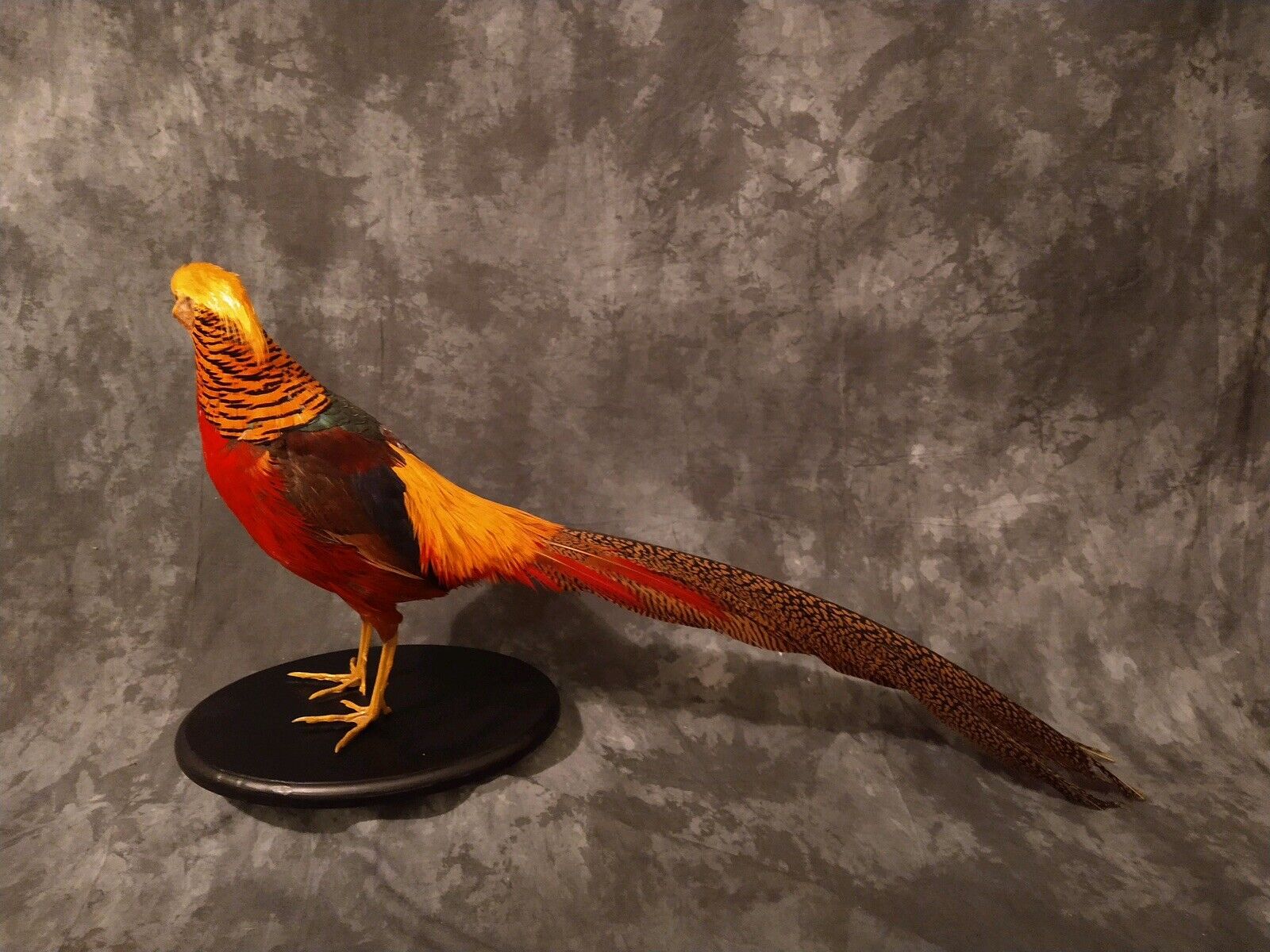 Red Golden Pheasant (Chrysolophus Pictus) Taxidermy Table Mount