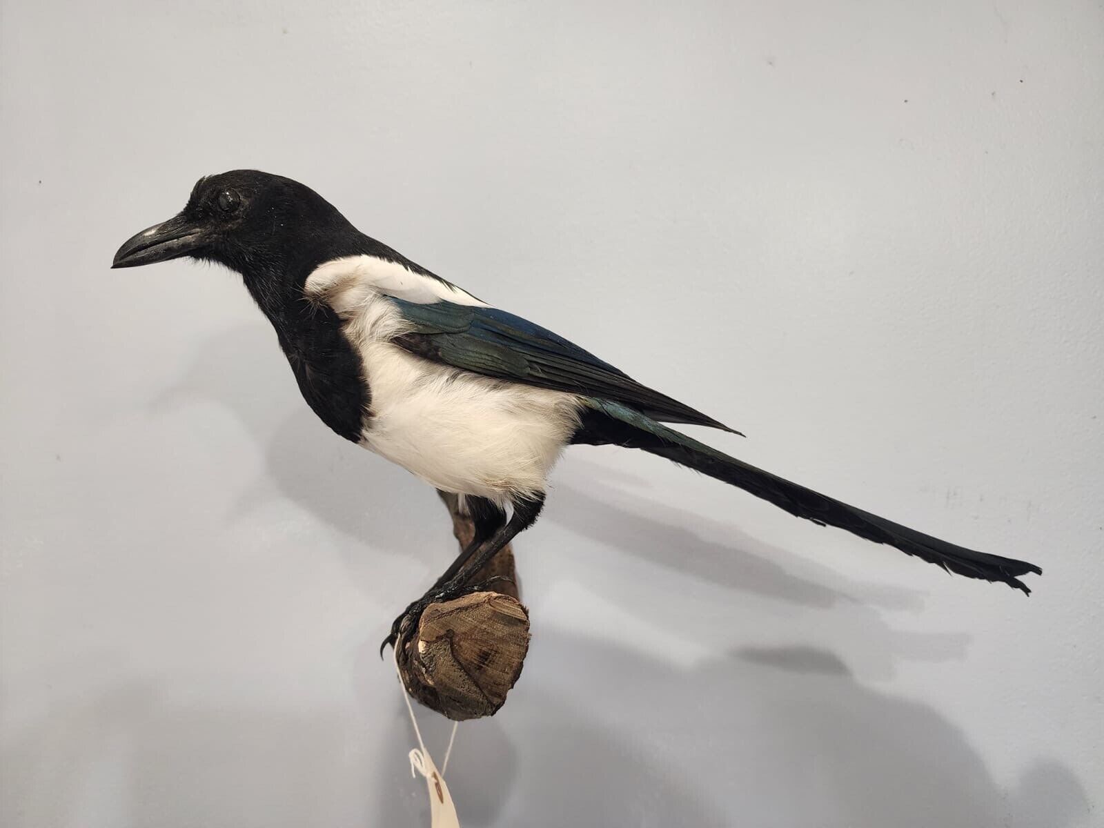 Beautiful Eurasian Magpie (Pica pica) Bird Taxidermy Mount